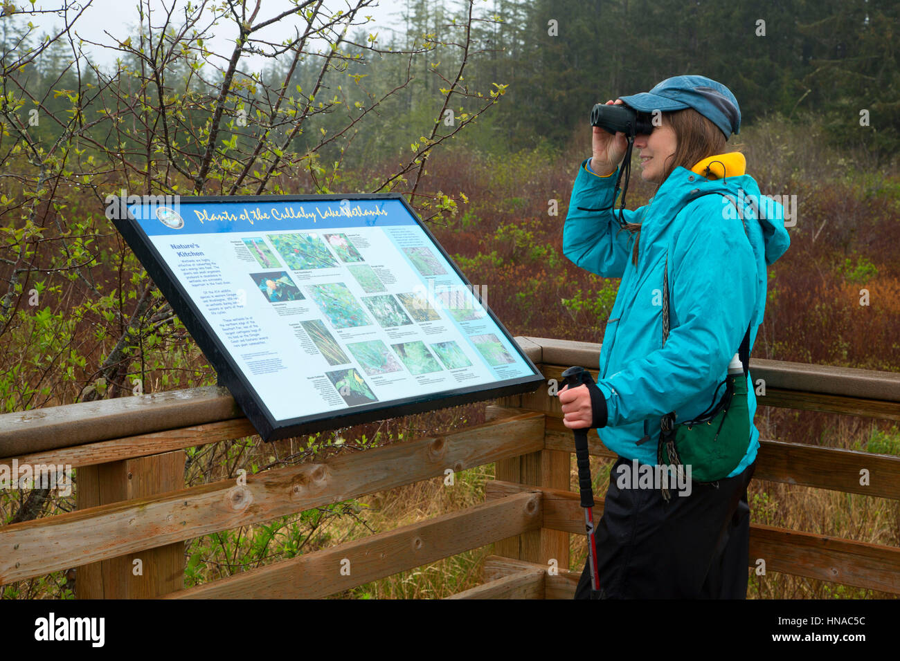 L'observation des oiseaux sur les zones humides le long Support de visualisation, sentier d'Cullaby Lake County Park, comté de Clatsop, Oregon Banque D'Images