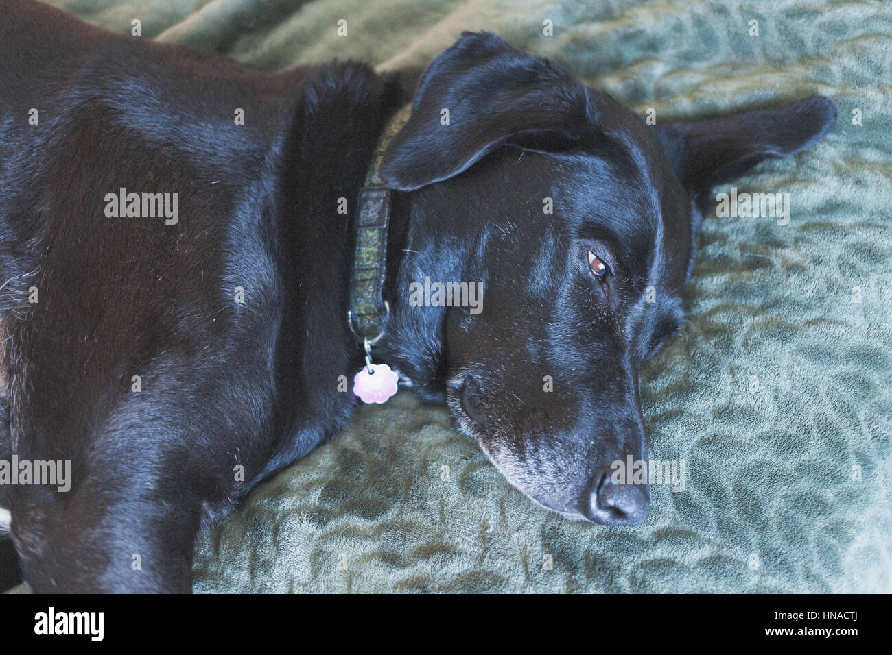 Grand chien noir reposant sur le lit Banque D'Images