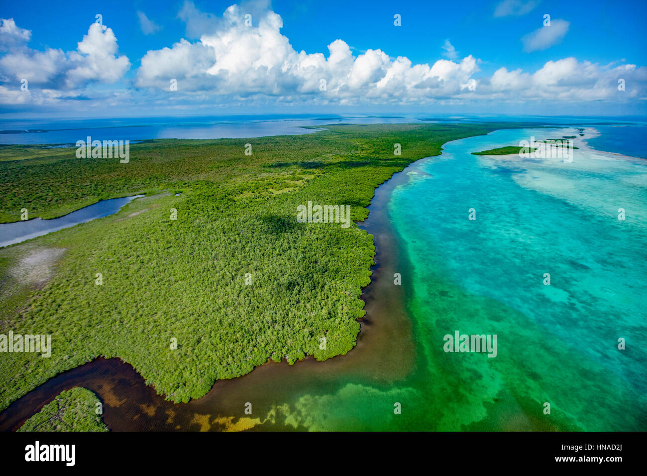 Reef boisées, Trou Bleu National Monument, le Belize, la mer des Caraïbes, MesoAmerican Reef, Banque D'Images