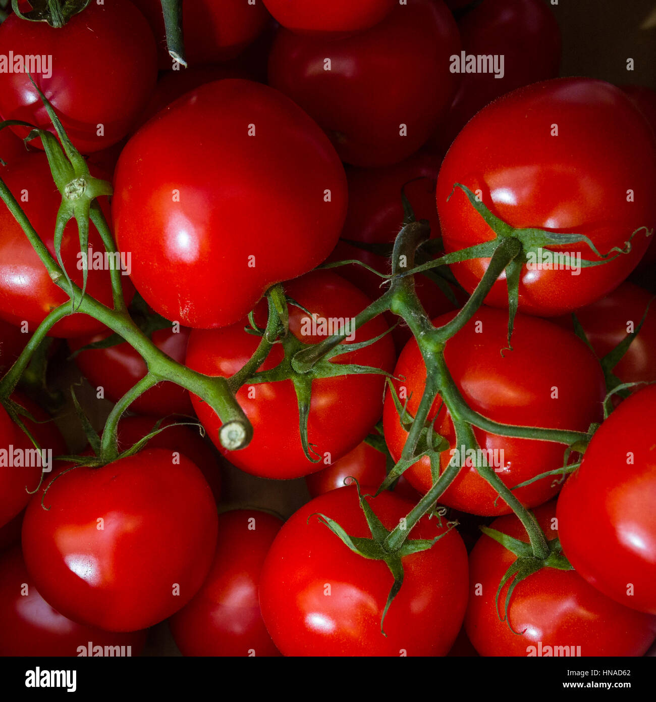 Les tomates sont le fruit d'une plante est caractéristique de leur couleur rouge Banque D'Images