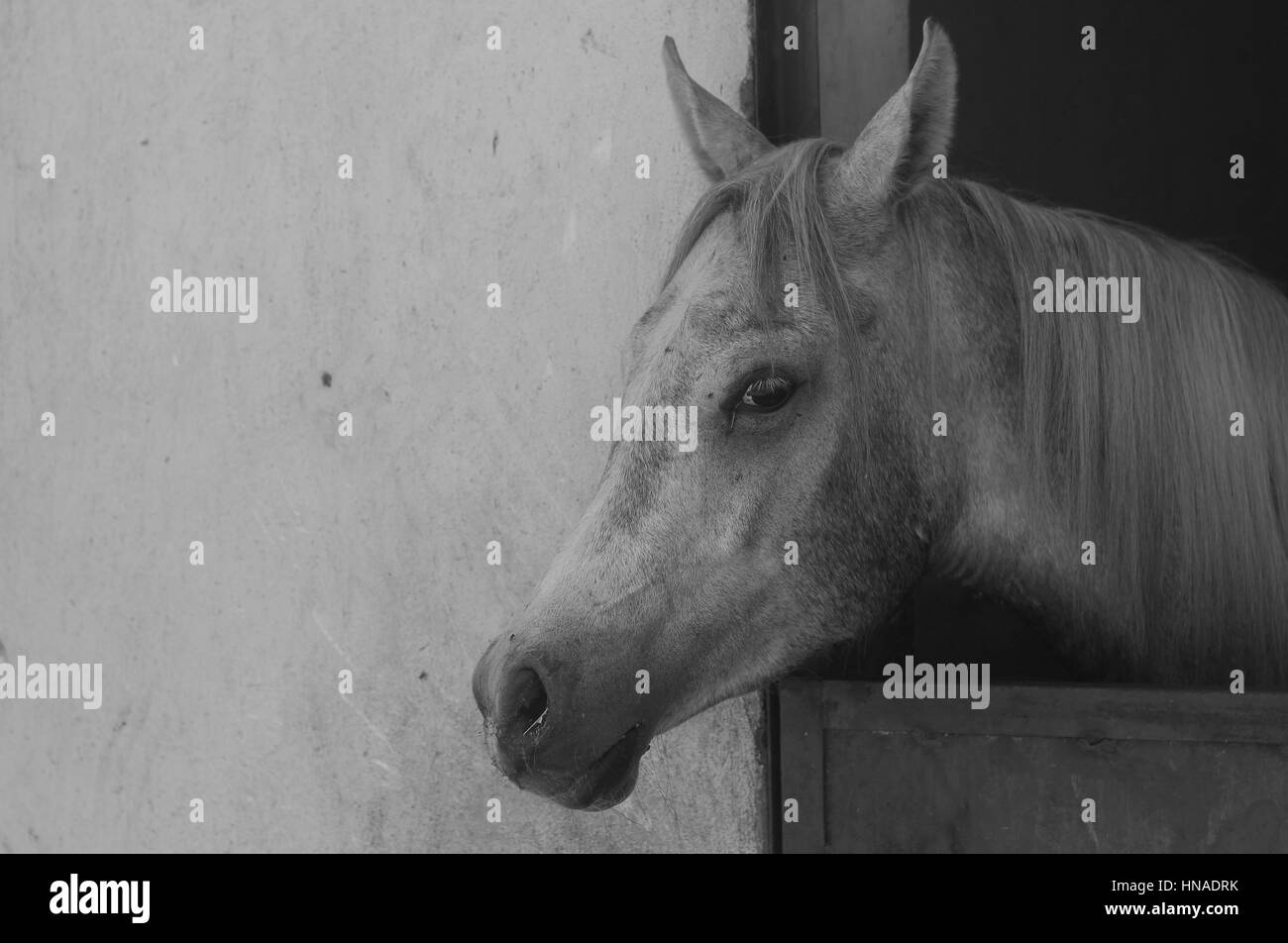 Cheval Arabe dans un ranch de sable/ Cheval Arabe d' dans un champ de sable à sunny day Banque D'Images