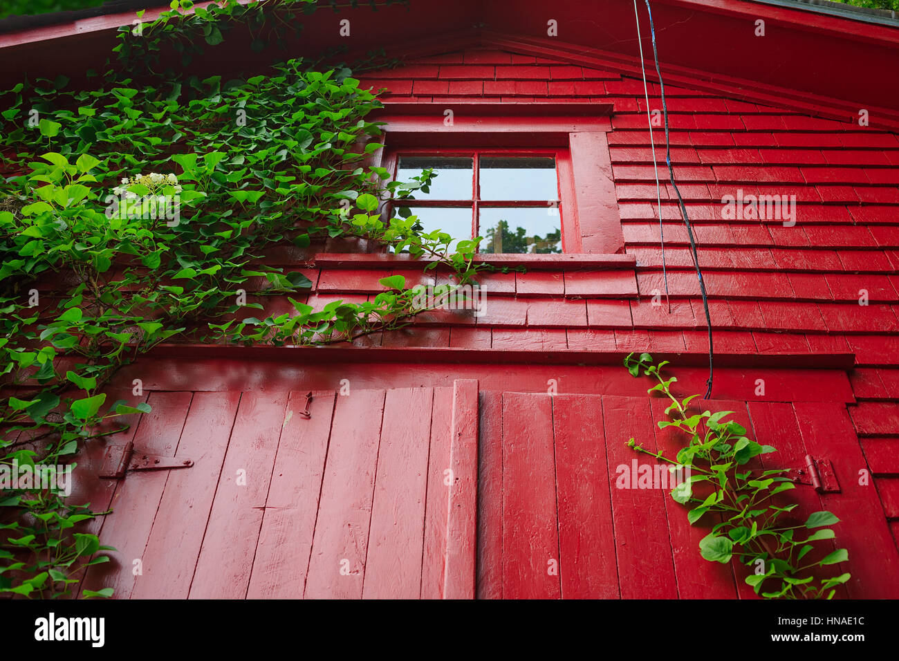 Un hortensia grimpant de plus en plus vers le haut du côté d'une grange rouge. Banque D'Images