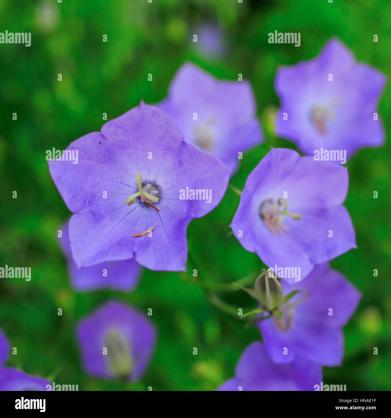 Campanula croissant dans le jardin d'été. Banque D'Images