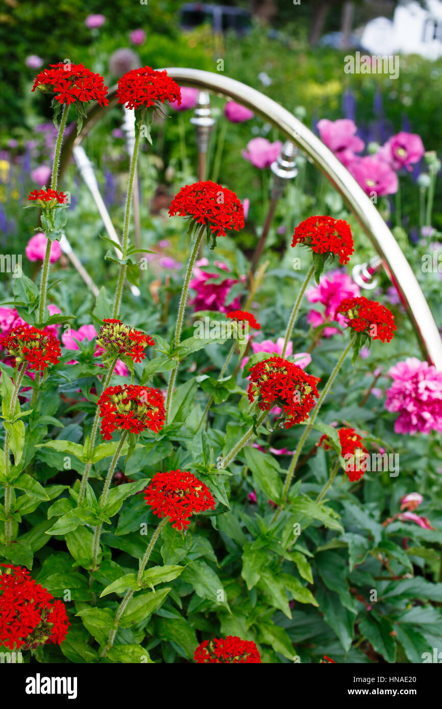 Croix de Malte de floraison floraison des plantes dans le jardin d'été à côté d'un axe en laiton de la tête de lit utilisé comme décoration Banque D'Images