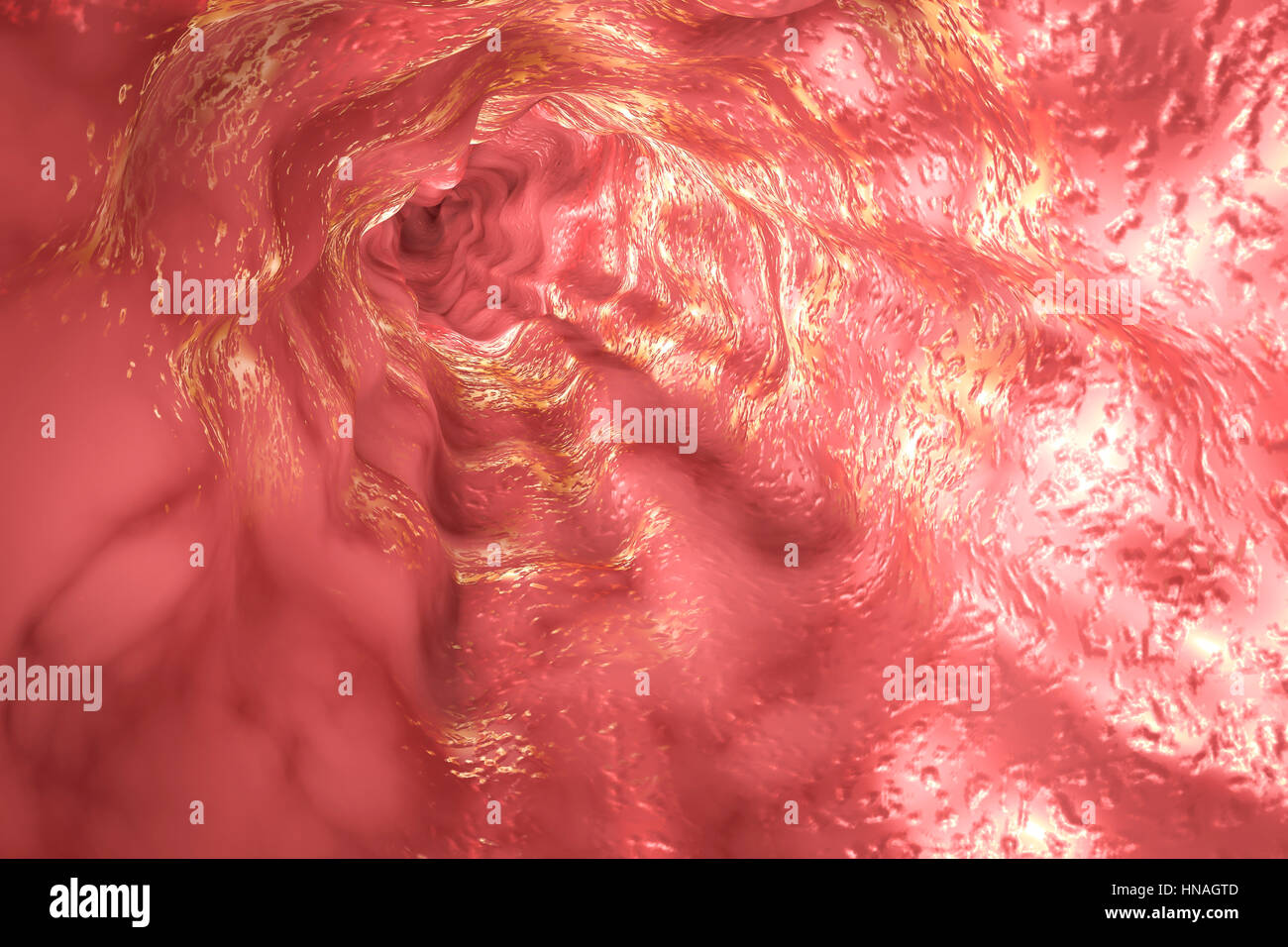 Oesophagus Wall Banque De Photographies Et D Images A Haute Resolution Alamy