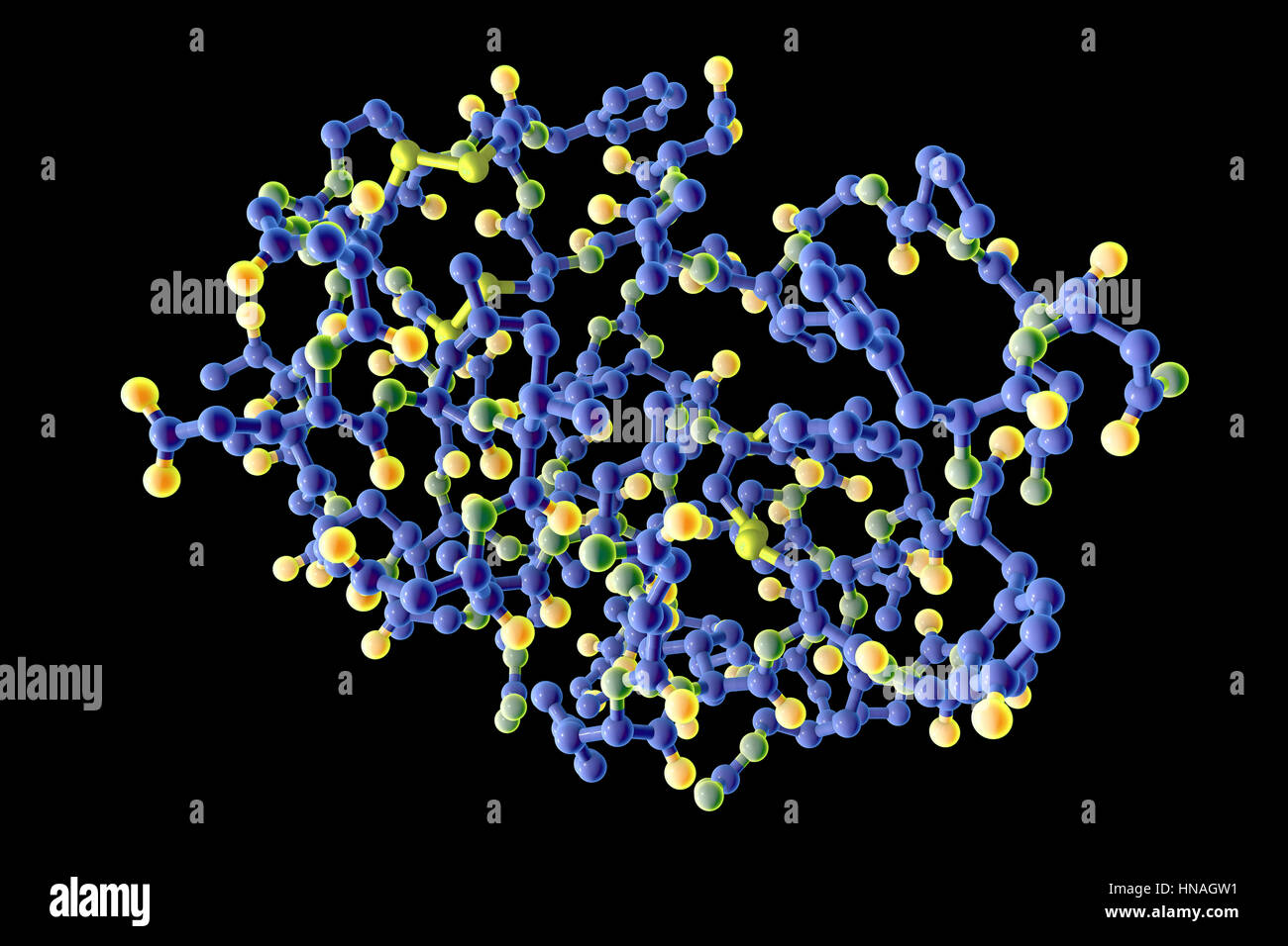 Insulin-like growth factor 1 (IGF-1), le modèle moléculaire. IGFs sont des polypeptides qui sont semblables dans leur structure moléculaire à l'insuline. L'IGF-1 est principalement sécrétée par le foie à la suite de la stimulation par l'hormone de croissance. En plus d'agir de manière similaire à l'insuline, l'IGF-1 peut également réguler la croissance cellulaire et le développement, en particulier dans les cellules nerveuses, ainsi que l'ADN (acide désoxyribonucléique) synthèse. Il joue un rôle important dans la croissance et le développement tout au long de l'enfance et à l'âge adulte. Banque D'Images Insulin-like growth factor 1 (IGF-1), le modèle moléculaire. IGFs sont des polypeptides qui sont semblables dans leur structure moléculaire à l'insuline. L'IGF-1 est principalement sécrétée par le foie à la suite de la stimulation par l'hormone de croissance. En plus d'agir de manière similaire à l'insuline, l'IGF-1 peut également réguler la croissance cellulaire et le développement, en particulier dans les cellules nerveuses, ainsi que l'ADN (acide désoxyribonucléique) synthèse. Il joue un rôle important dans la croissance et le développement tout au long de l'enfance et à l'âge adulte. Banque D'Images