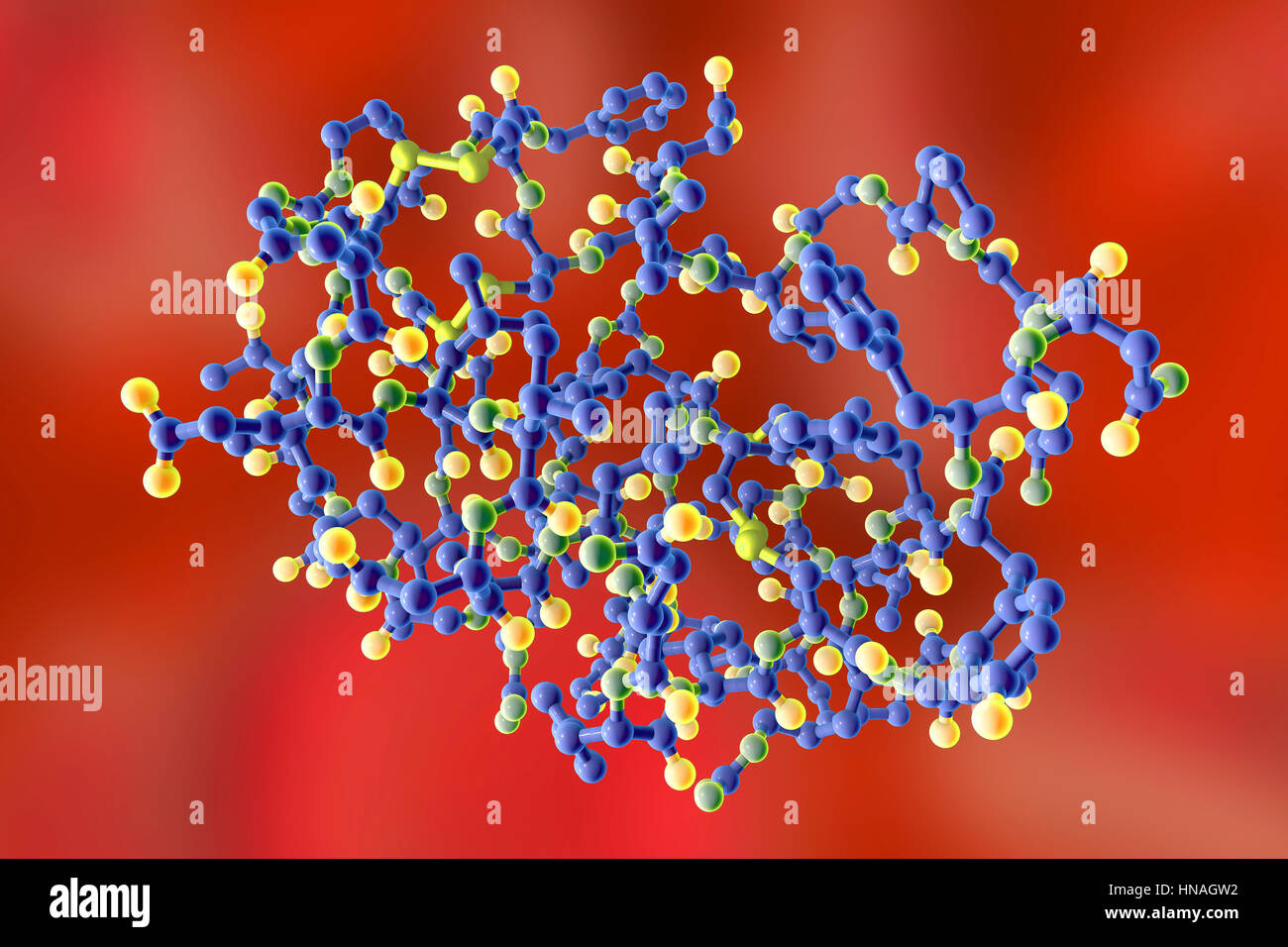 Insulin-like growth factor 1 (IGF-1), le modèle moléculaire. IGFs sont des polypeptides qui sont semblables dans leur structure moléculaire à l'insuline. L'IGF-1 est principalement sécrétée par le foie à la suite de la stimulation par l'hormone de croissance. En plus d'agir de manière similaire à l'insuline, l'IGF-1 peut également réguler la croissance cellulaire et le développement, en particulier dans les cellules nerveuses, ainsi que l'ADN (acide désoxyribonucléique) synthèse. Il joue un rôle important dans la croissance et le développement tout au long de l'enfance et à l'âge adulte. Banque D'Images Insulin-like growth factor 1 (IGF-1), le modèle moléculaire. IGFs sont des polypeptides qui sont semblables dans leur structure moléculaire à l'insuline. L'IGF-1 est principalement sécrétée par le foie à la suite de la stimulation par l'hormone de croissance. En plus d'agir de manière similaire à l'insuline, l'IGF-1 peut également réguler la croissance cellulaire et le développement, en particulier dans les cellules nerveuses, ainsi que l'ADN (acide désoxyribonucléique) synthèse. Il joue un rôle important dans la croissance et le développement tout au long de l'enfance et à l'âge adulte. Banque D'Images