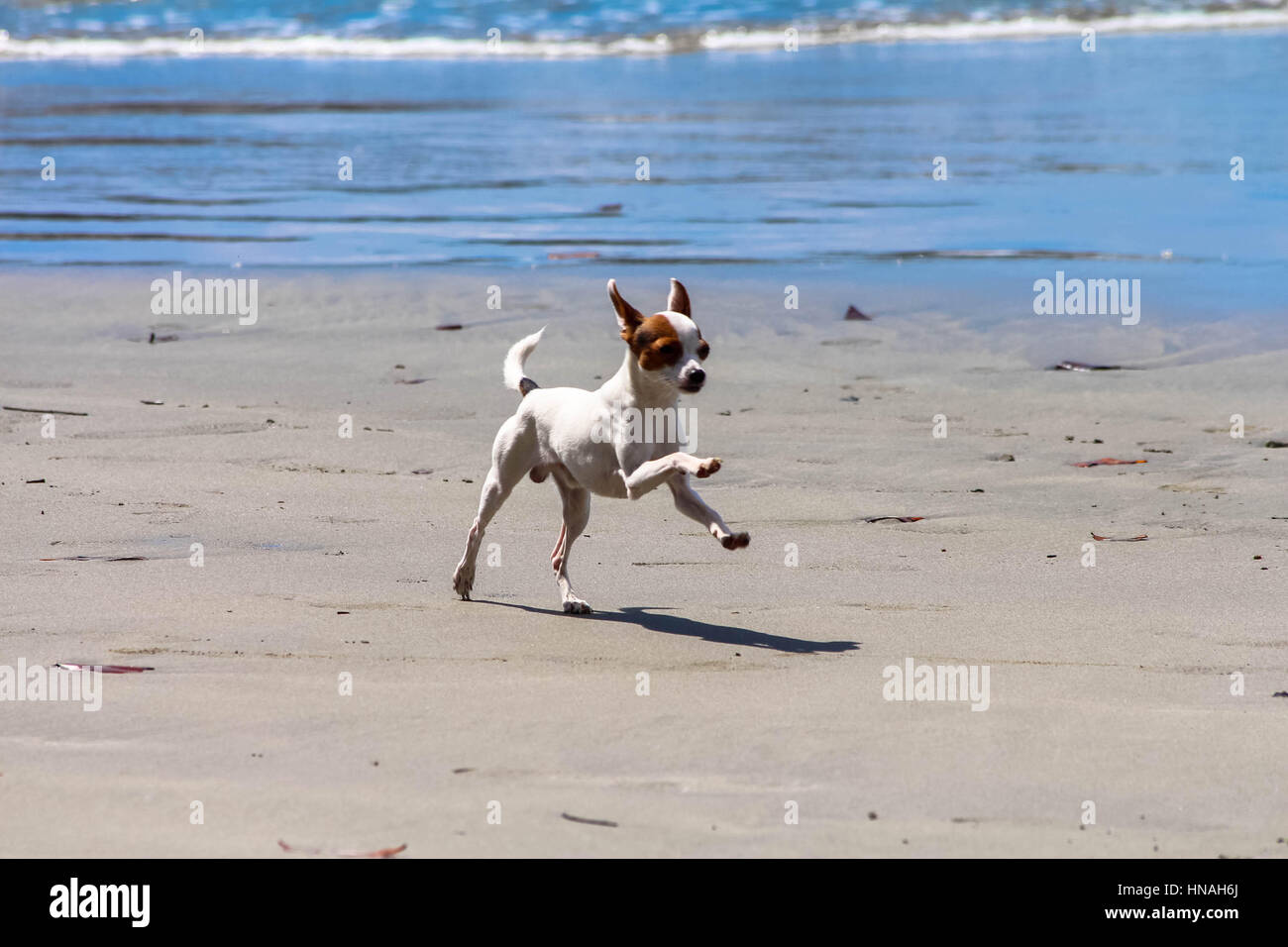 Petit Jack Russell chien jouant sur une plage Banque D'Images