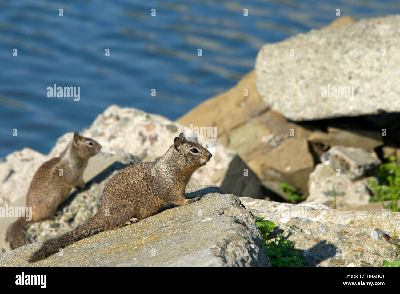 L'écureuil gris ou écureuil gris écureuil est un arbre du genre Sciurus.Sciurus carolinensis est originaire de l'Est et le midwest des États-Unis Banque D'Images