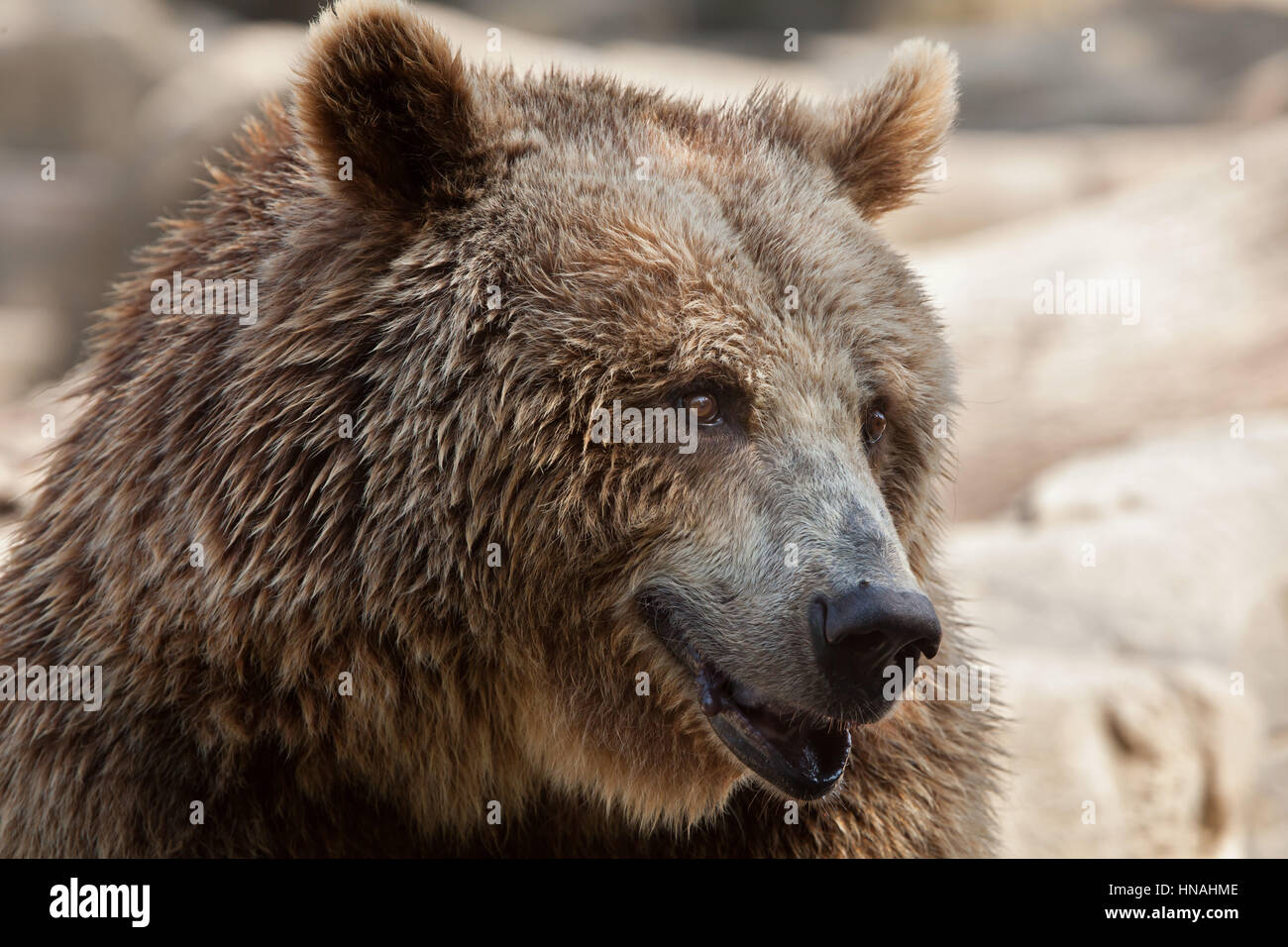 Eurasian ours brun (Ursus arctos arctos), également connu sous le nom de l'ours brun. Banque D'Images