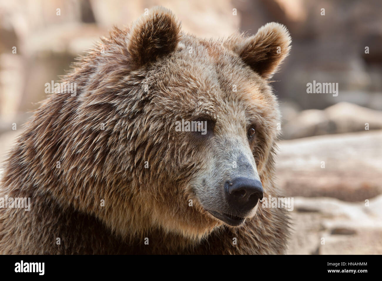 Eurasian ours brun (Ursus arctos arctos), également connu sous le nom de l'ours brun. Banque D'Images
