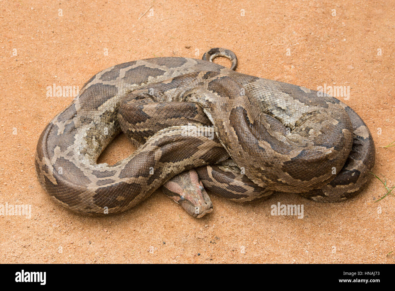 Indian Python, Python molurus, Sri Lanka Banque D'Images