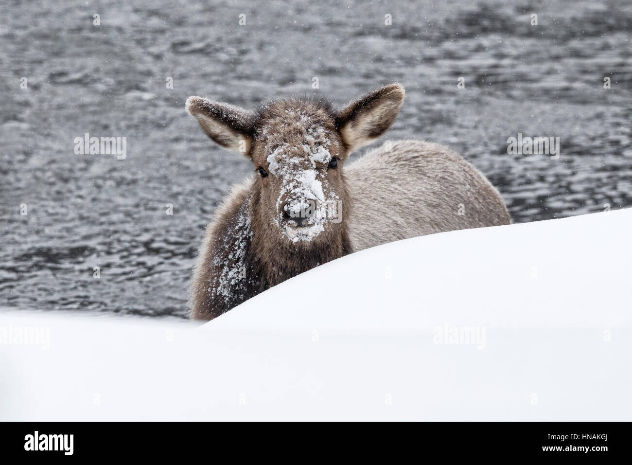 Wapiti Banque D'Images