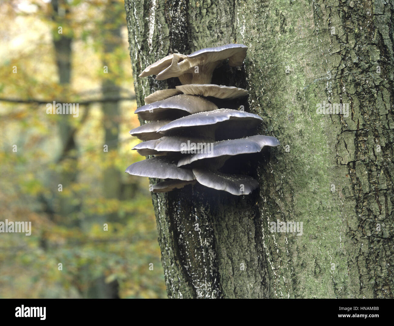 Champignon Pleurotus ostreatus - huître Banque D'Images