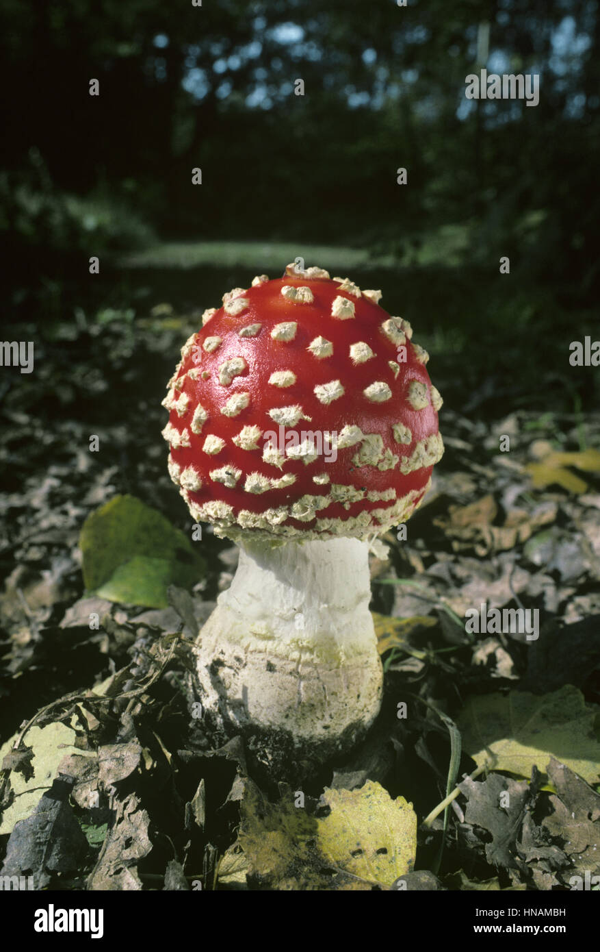 Agaric Fly - Amanita muscaria Banque D'Images