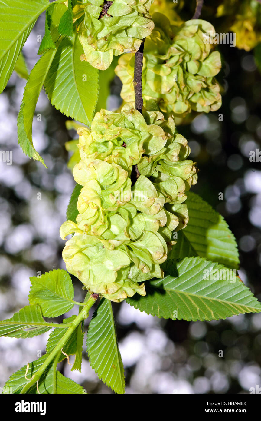 Le feuillage et les fruits ailés de l'Orme (Ulmus laevis). Banque D'Images