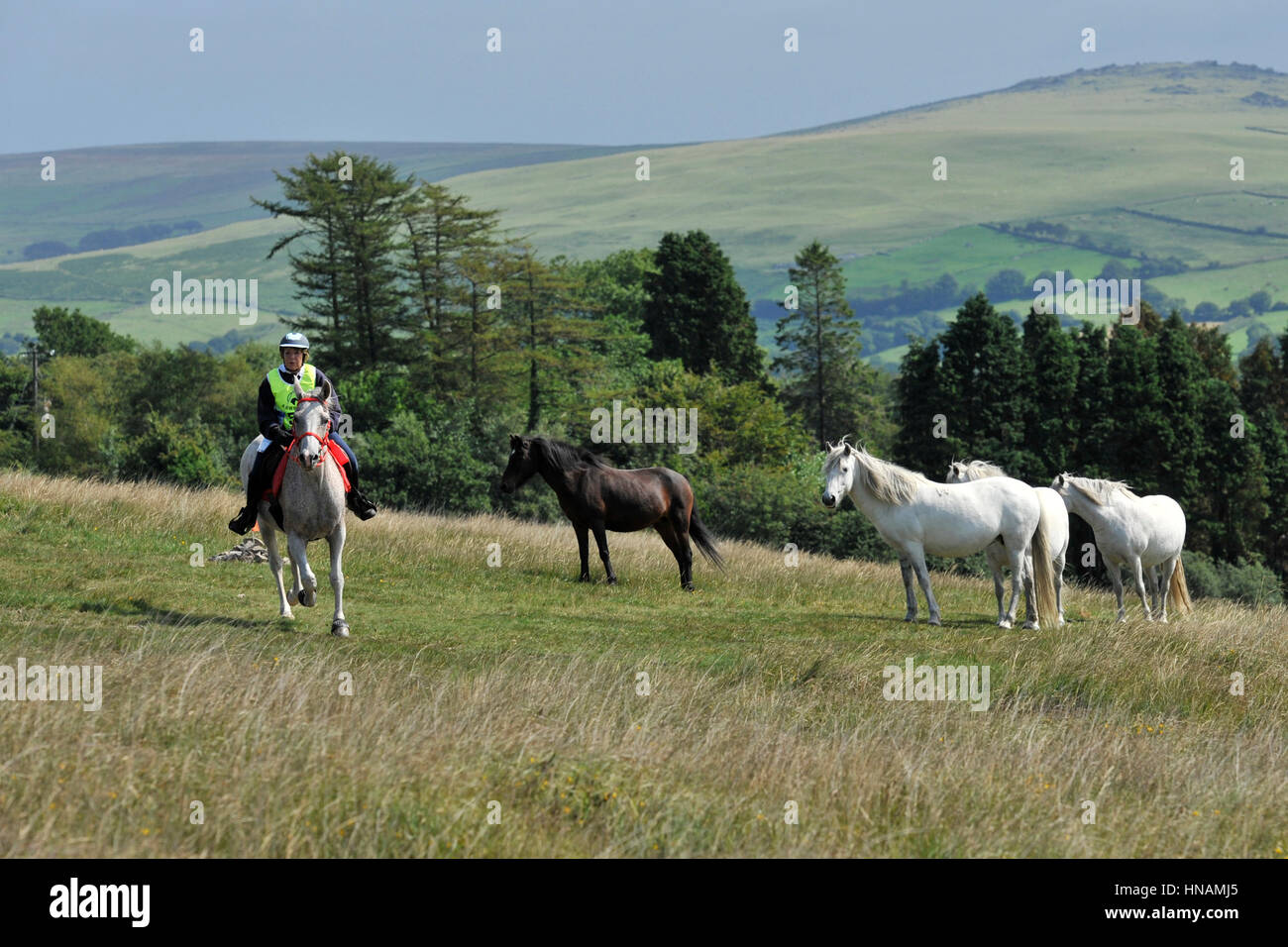 Le cheval et le cavalier sur l'endurance ride Banque D'Images