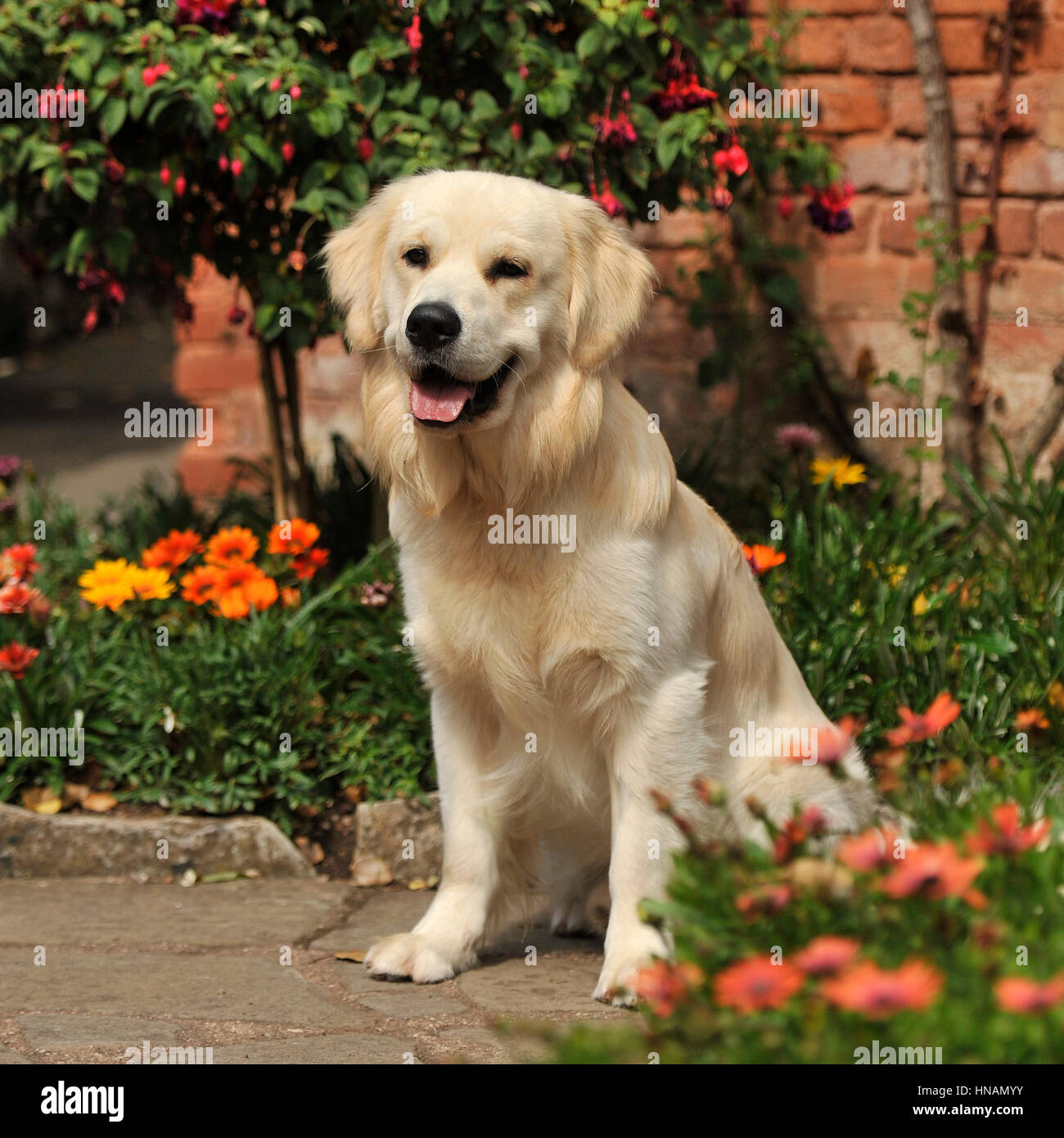 Golden retriever Banque D'Images