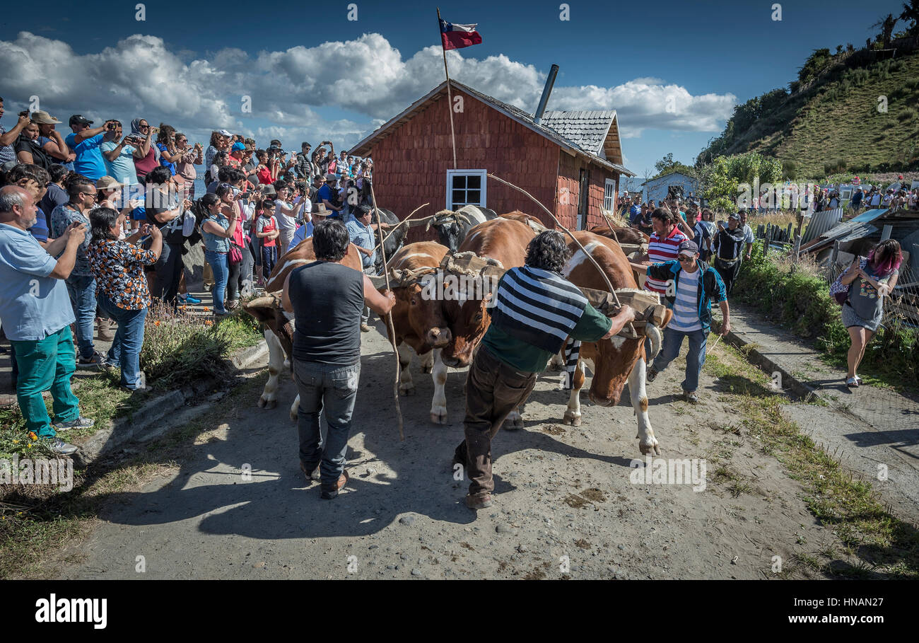 Minga A Chiloe Chili Liucura Ile De Lemuy Archipel De Chiloe Temoignage De La Culture Qui Persiste Encore Dans Certains Endroits Eloignes Du Chili Photo Stock Alamy