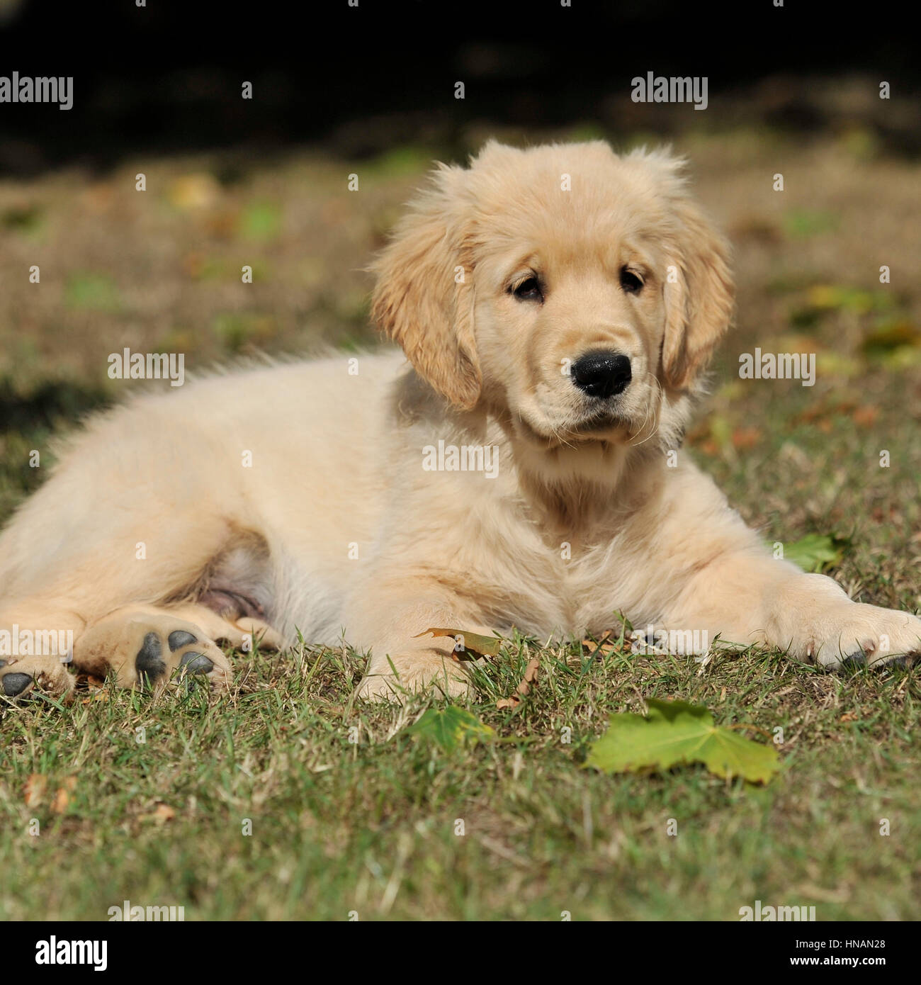 Chiot golden retriever Banque D'Images