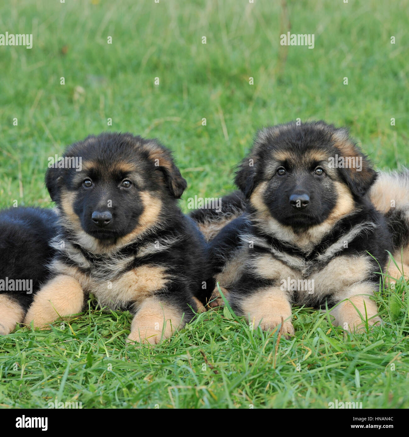Pedigree german shepherd puppies Banque de photographies et d'images à  haute résolution - Alamy