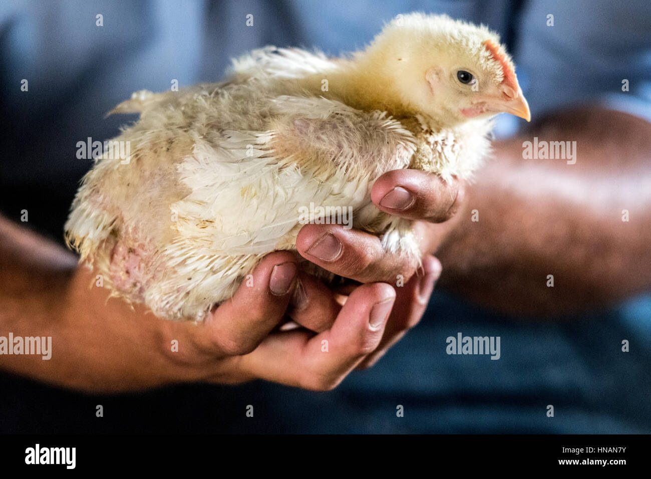 Un agriculteur est titulaire d'un jeune poussin alors que dans un coup de poulet situé sur une ferme sur la côte est du Maryland. Banque D'Images