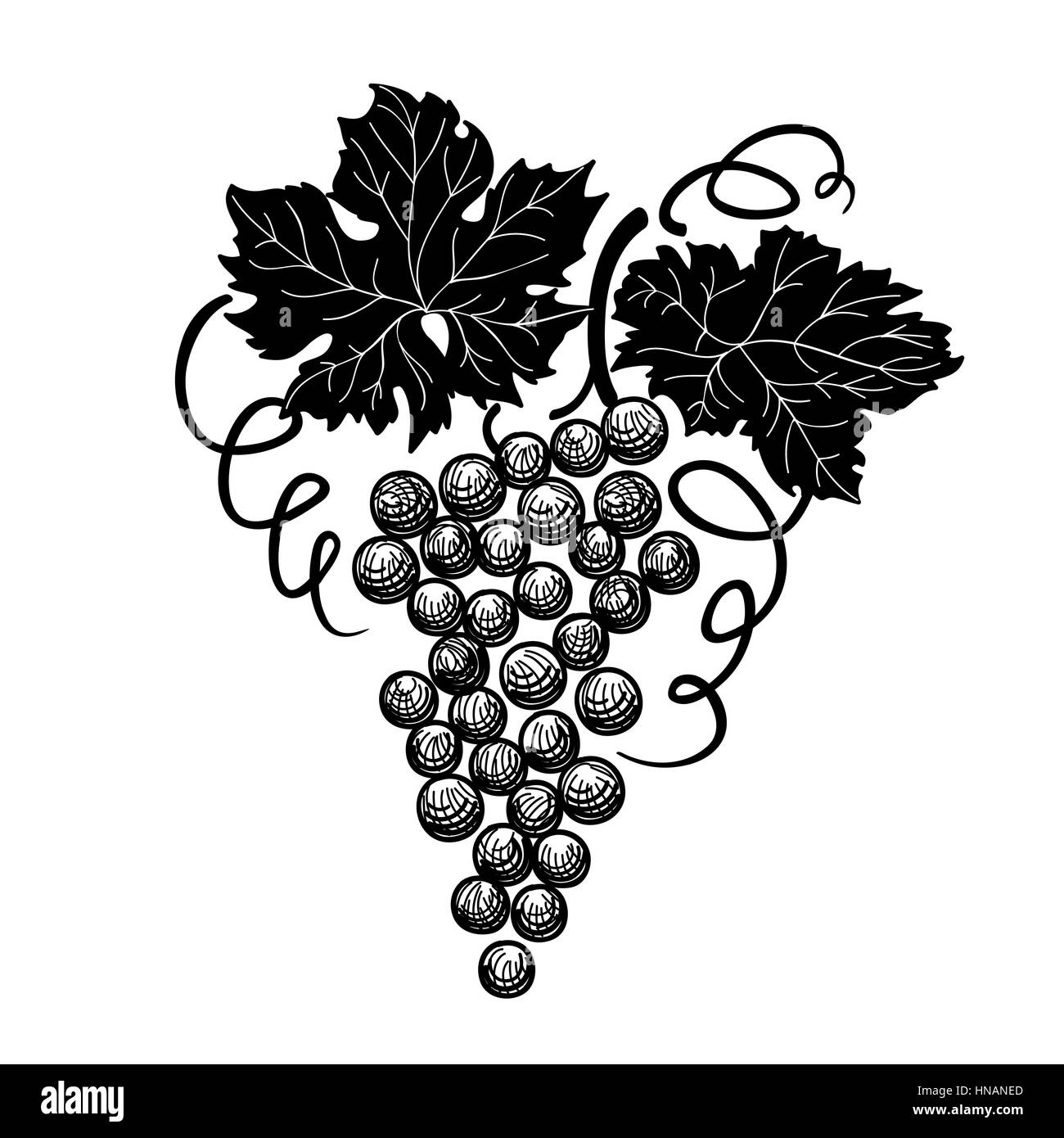 Raisin avec des feuilles sur la branche isolé sur fond blanc. Illustration de Vecteur