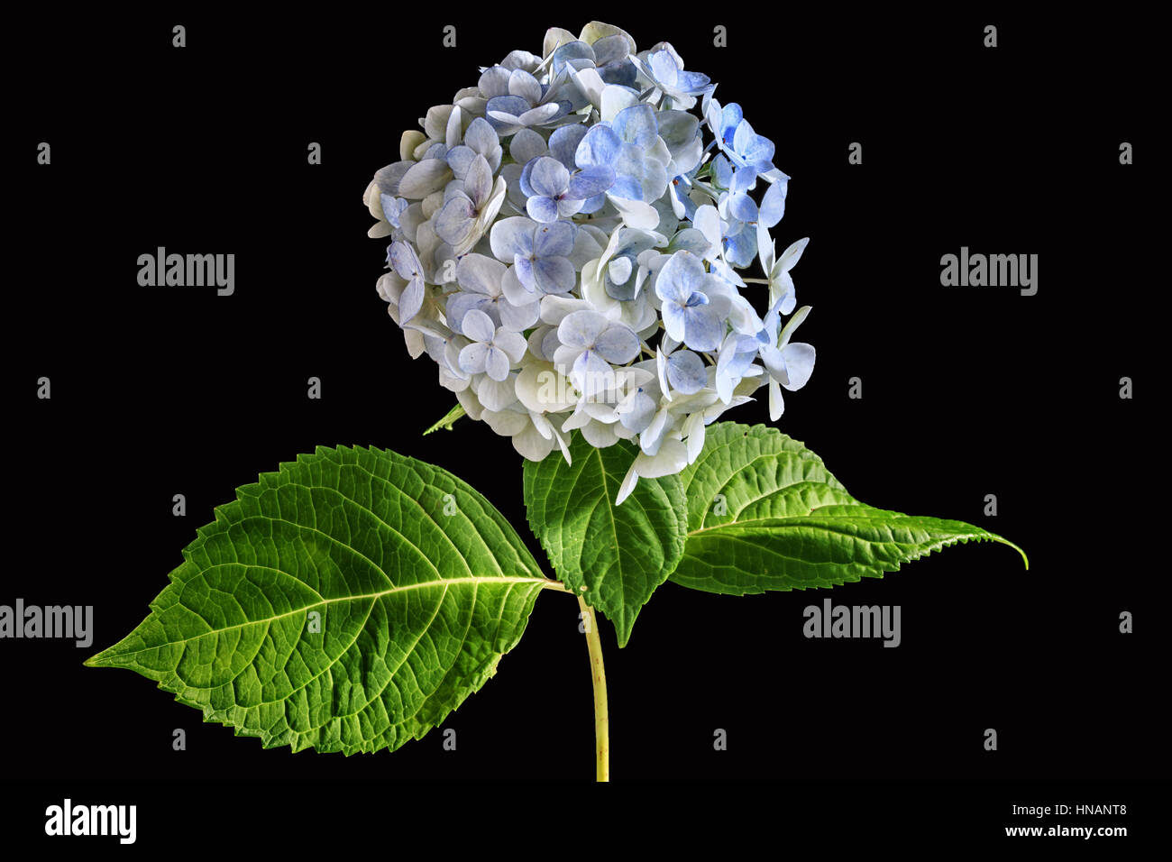 Hortensia bleu fleur sur noir. Banque D'Images