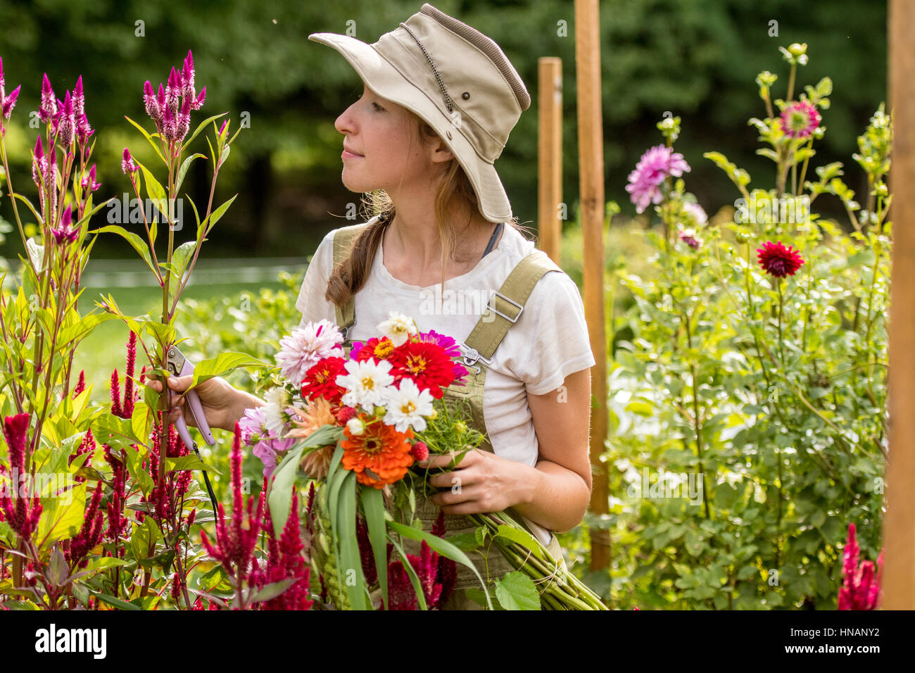 Une femme regarde à travers la Célosie tout en tenant un bouquet de fleurs fraîchement coupées sur une ferme en milieu rural dans le Maryland. Banque D'Images