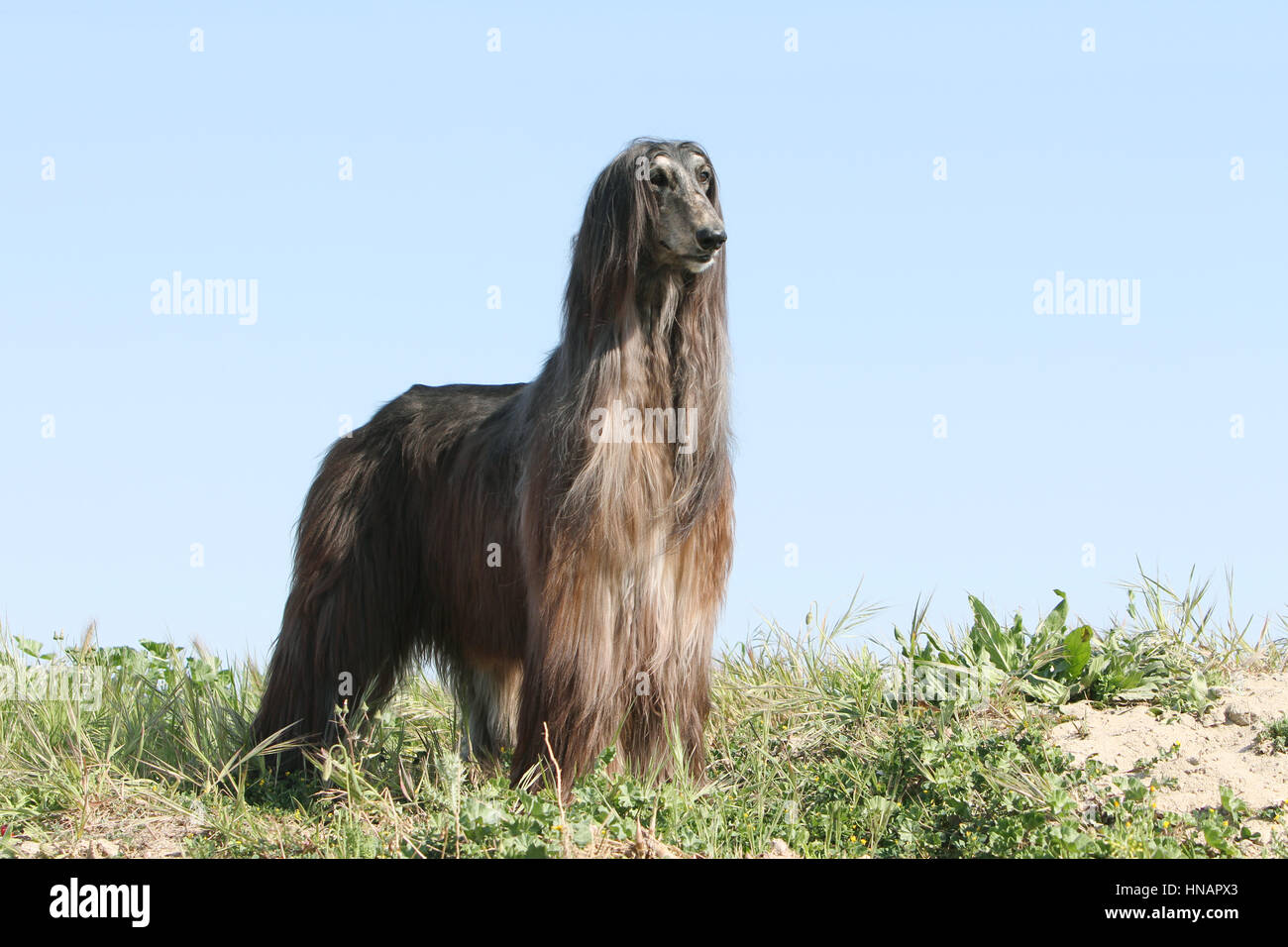 Chien Lévrier Afghan Lévrier Greyhound chien animal Banque D'Images