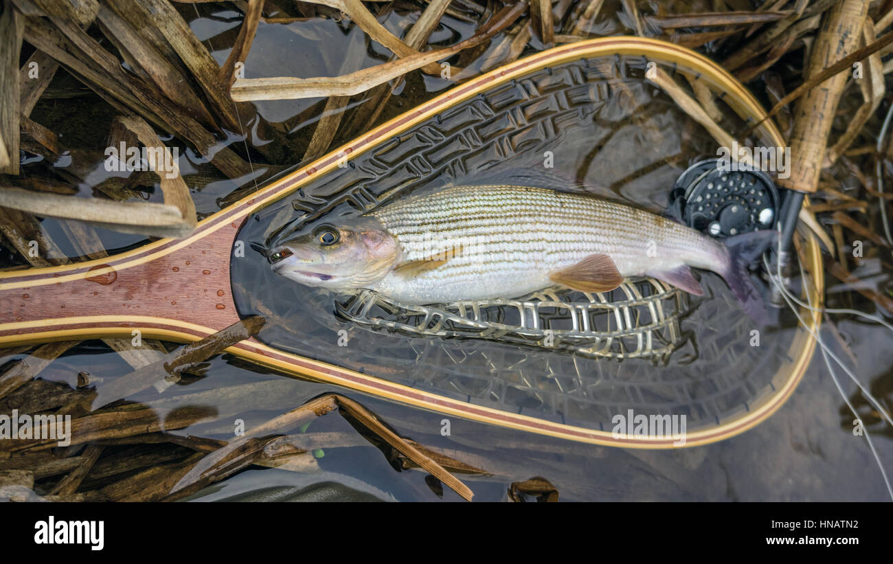 Ombre de l'attrapé à la volée. La pêche à la mouche. Banque D'Images
