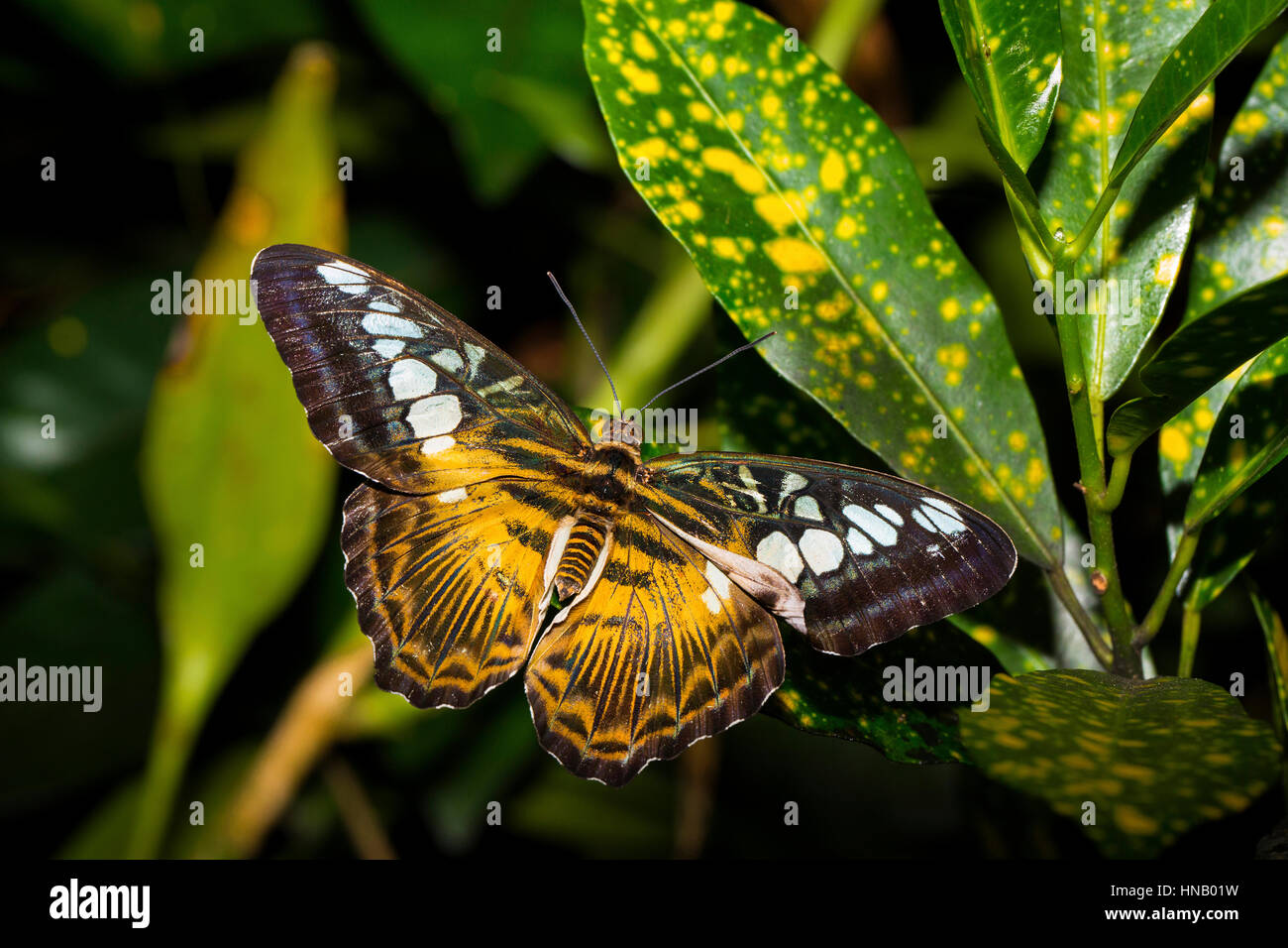 Papillon non identifié, l'île de Bohol, Philippines, archipel Visayas, par Monika Hrdinova/Dembinsky Assoc Photo Banque D'Images