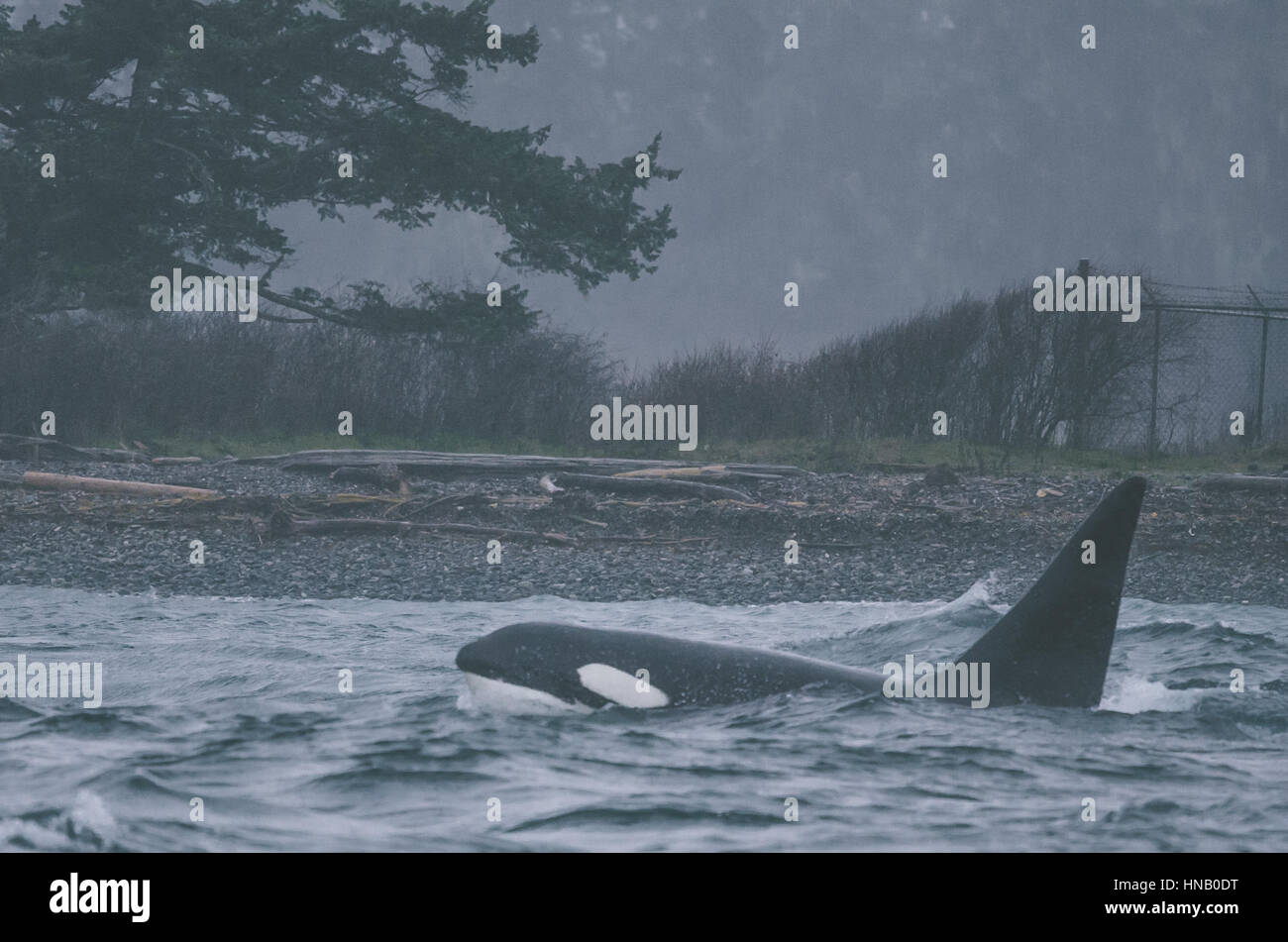 Orcas dans nuages à l'intérieur du bassin Sooke peuplées Banque D'Images