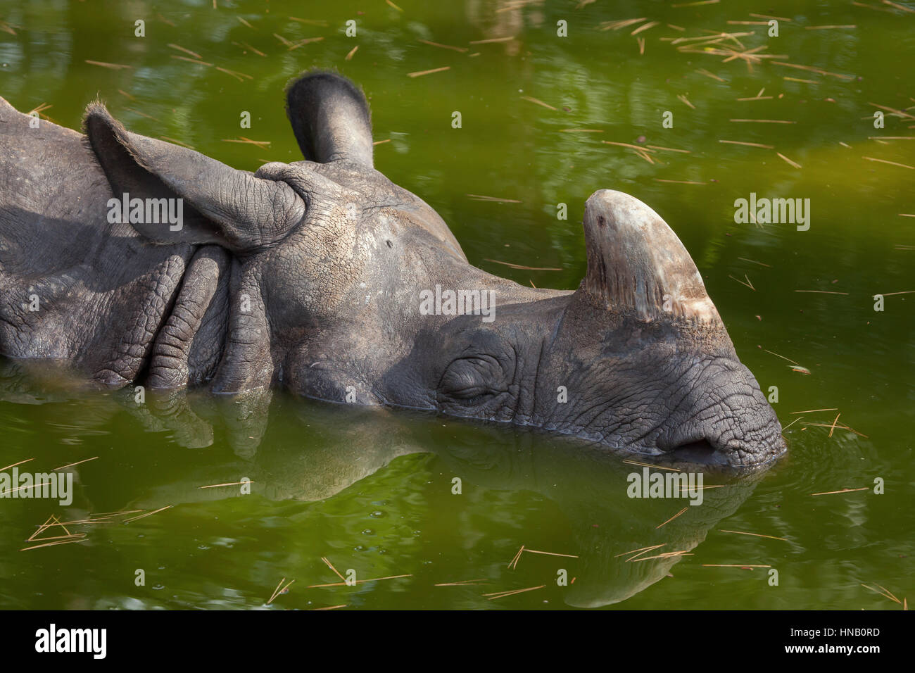 Le rhinocéros indien (Rhinoceros unicornis). Des animaux de la faune. Banque D'Images