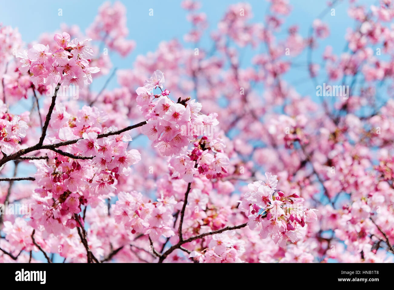 Cerisiers en fleurs Banque D'Images