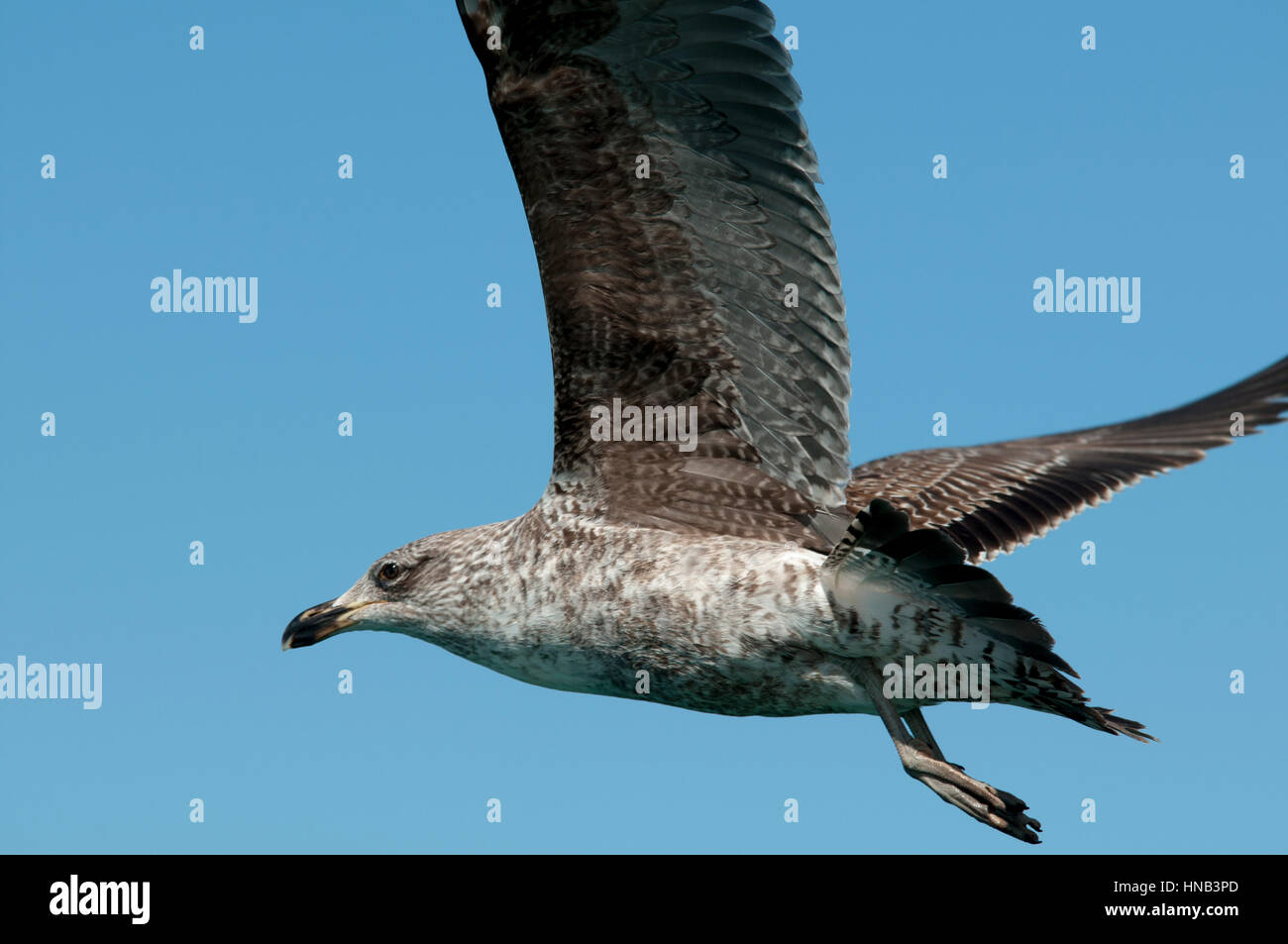 Les jeunes goélands varech battant au-dessus de l'océan Pacifique au large de la côte près de Kaikoura en Nouvelle Zélande. Eine junge Dominikanermöwe fliegt über dem Pacifique vor der Banque D'Images