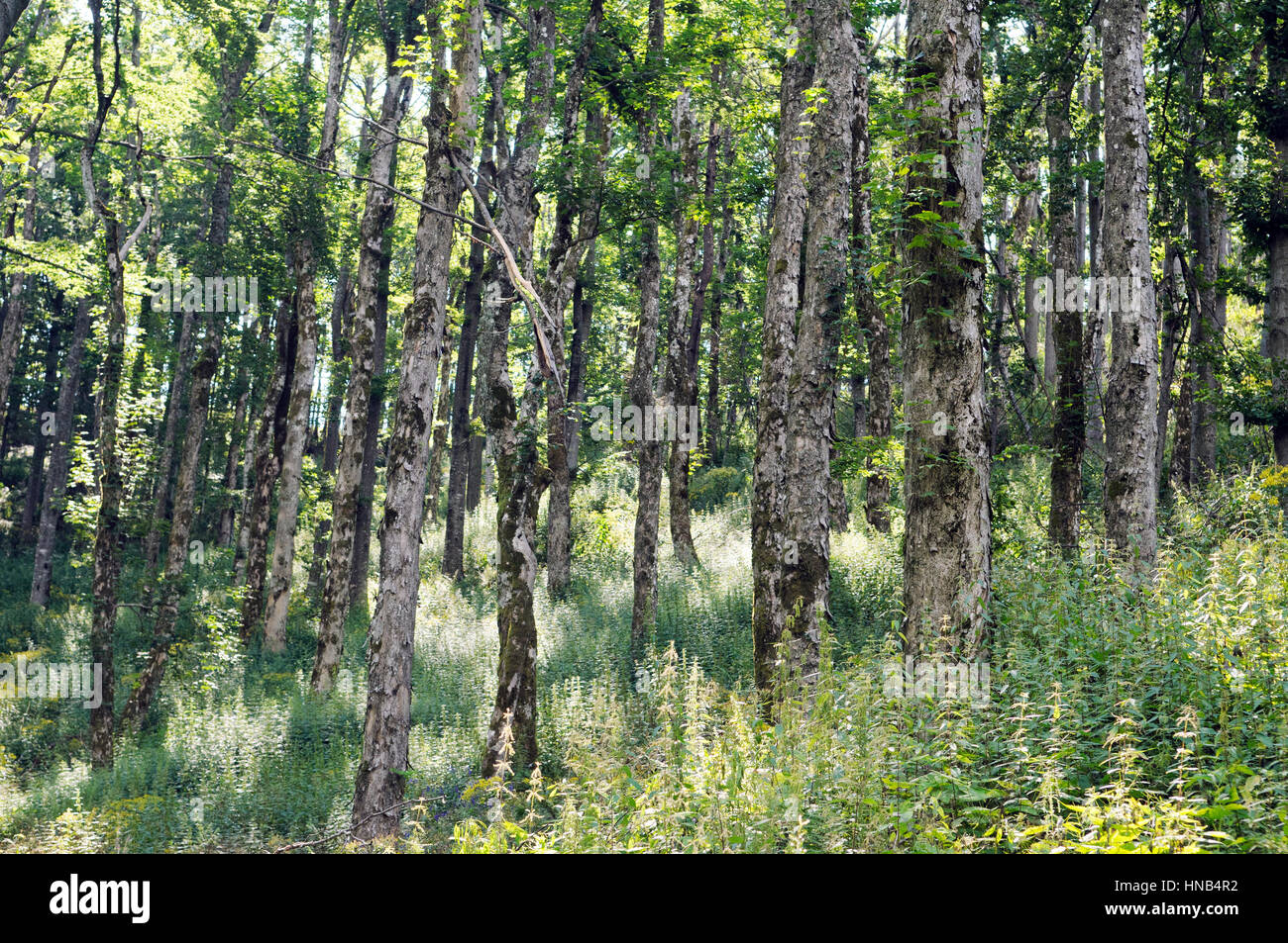 Forêt de ravin à larges feuilles Banque D'Images