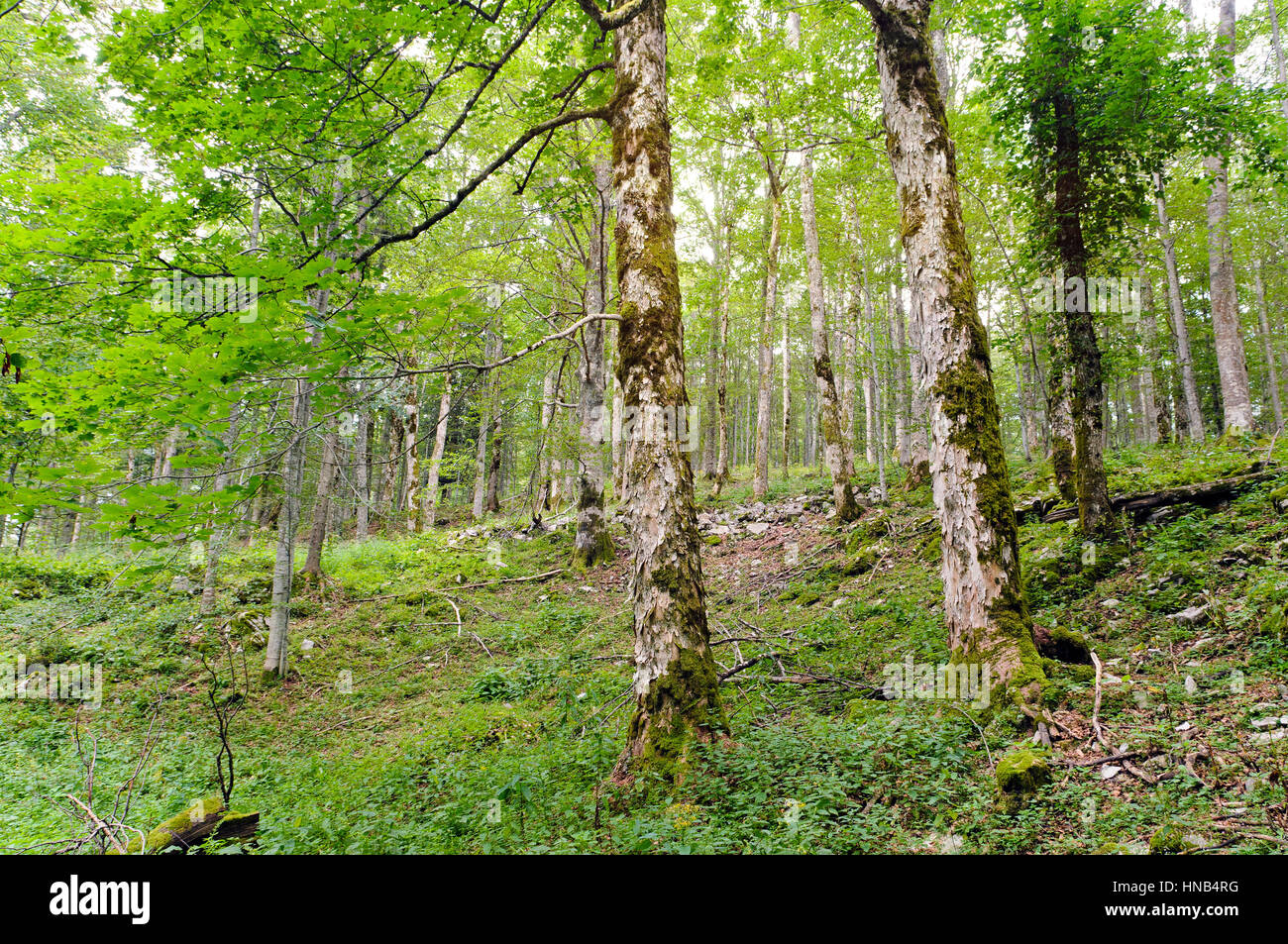 Forêt de ravin à larges feuilles Banque D'Images