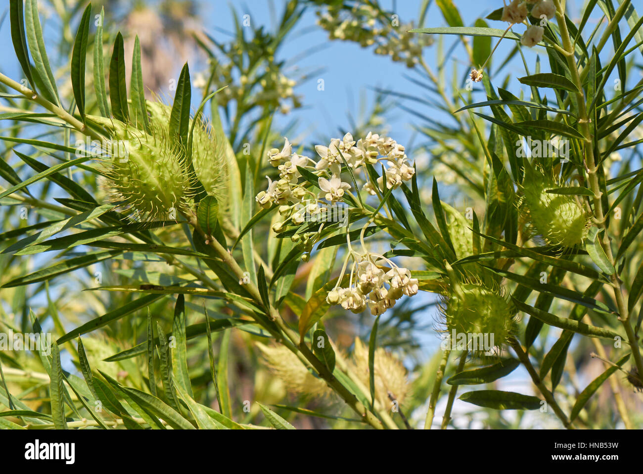 Gomphocarpus fruticosus Banque D'Images