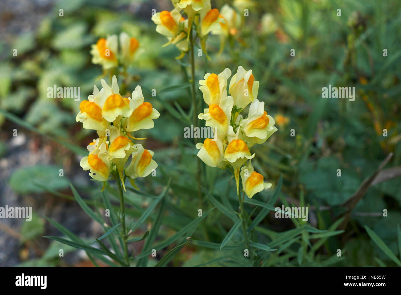 Linaria vulgaris Banque D'Images