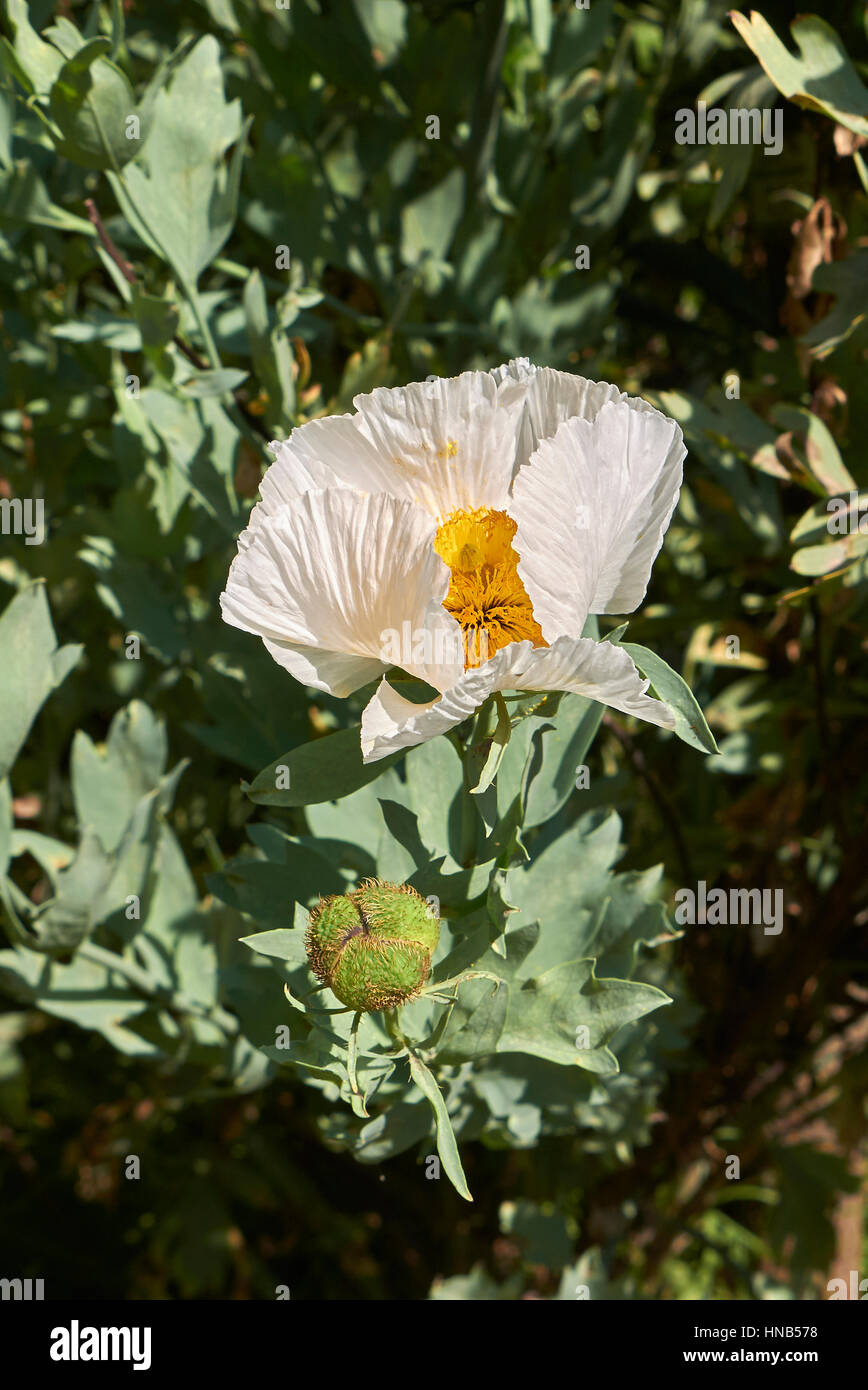 Romneya coulteri Banque D'Images