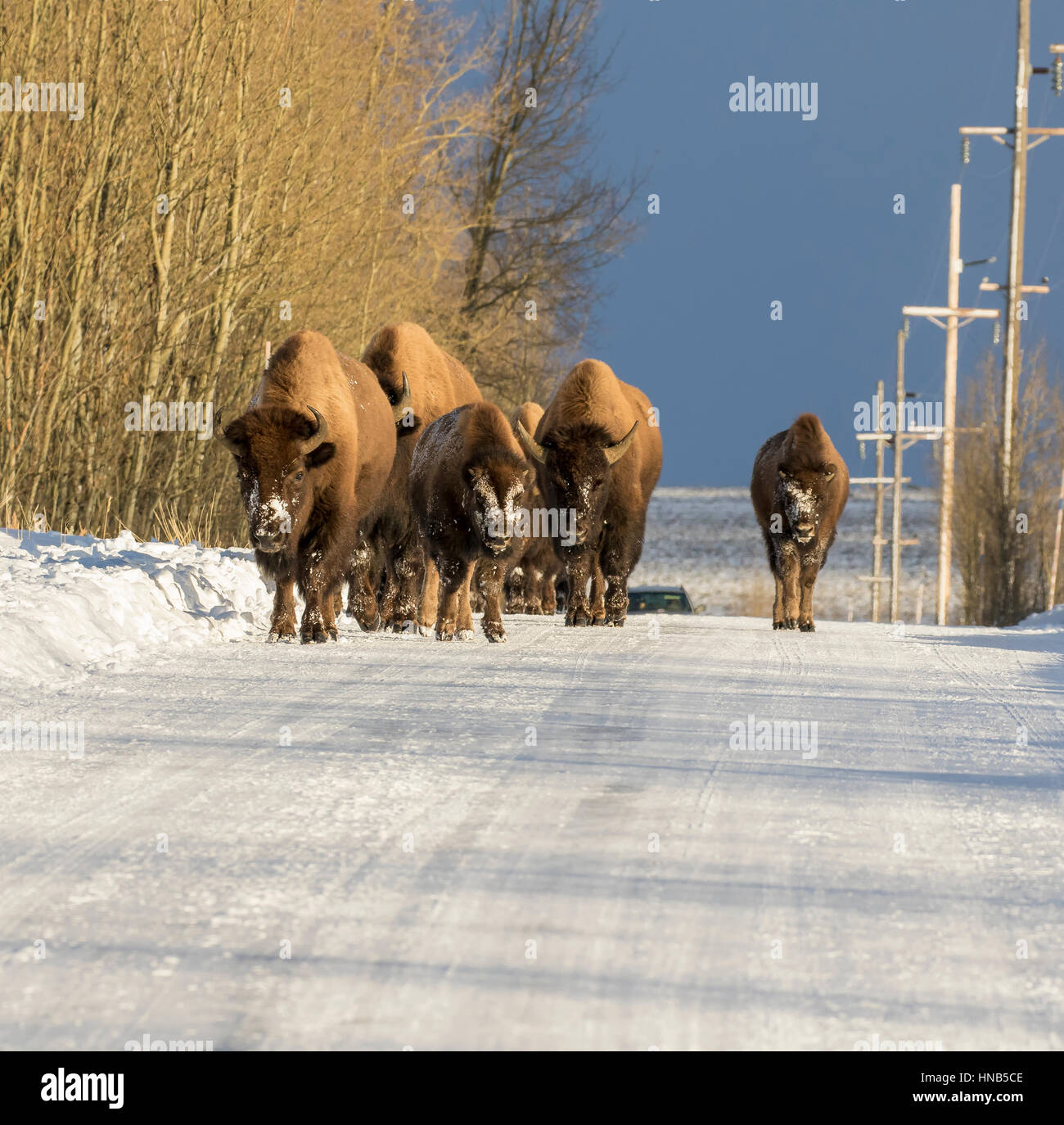 Embouteillage causé par le bison à Jackson Hole, Wyoming sur froide journée d'hiver Banque D'Images