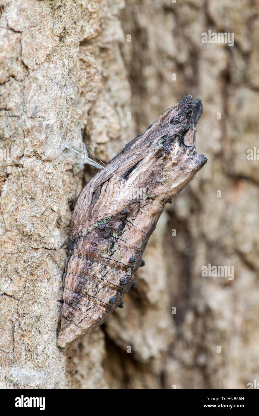 Eastern Tiger Papilio glaucus)) chrysalis hivernage dans des crevasses de l'écorce des arbres. Banque D'Images