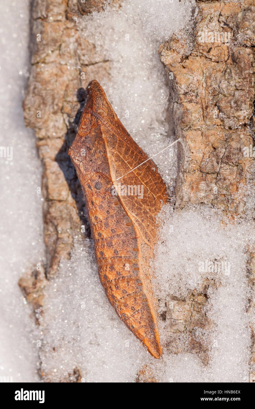Papilio troilus Spicebush) chrysalis sur écorce de robinier après chute de neige. Cette espèce hiverne à l'état de chrysalide. Banque D'Images