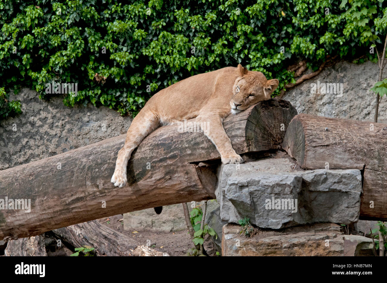 Lion tigre, dormir sur un arbre tombé Banque D'Images