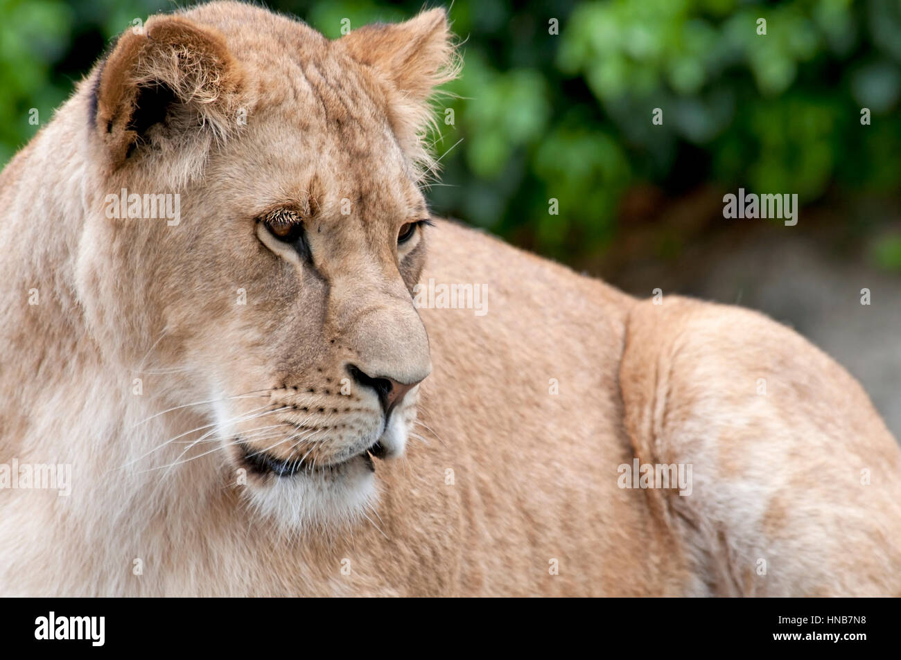 Belle lion dans un zoo des animaux aux Pays-Bas Banque D'Images