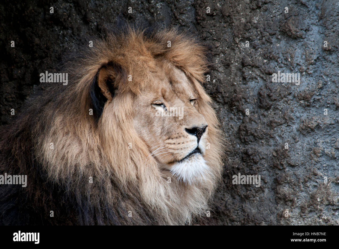 Belle lion dans un zoo des animaux aux Pays-Bas Banque D'Images