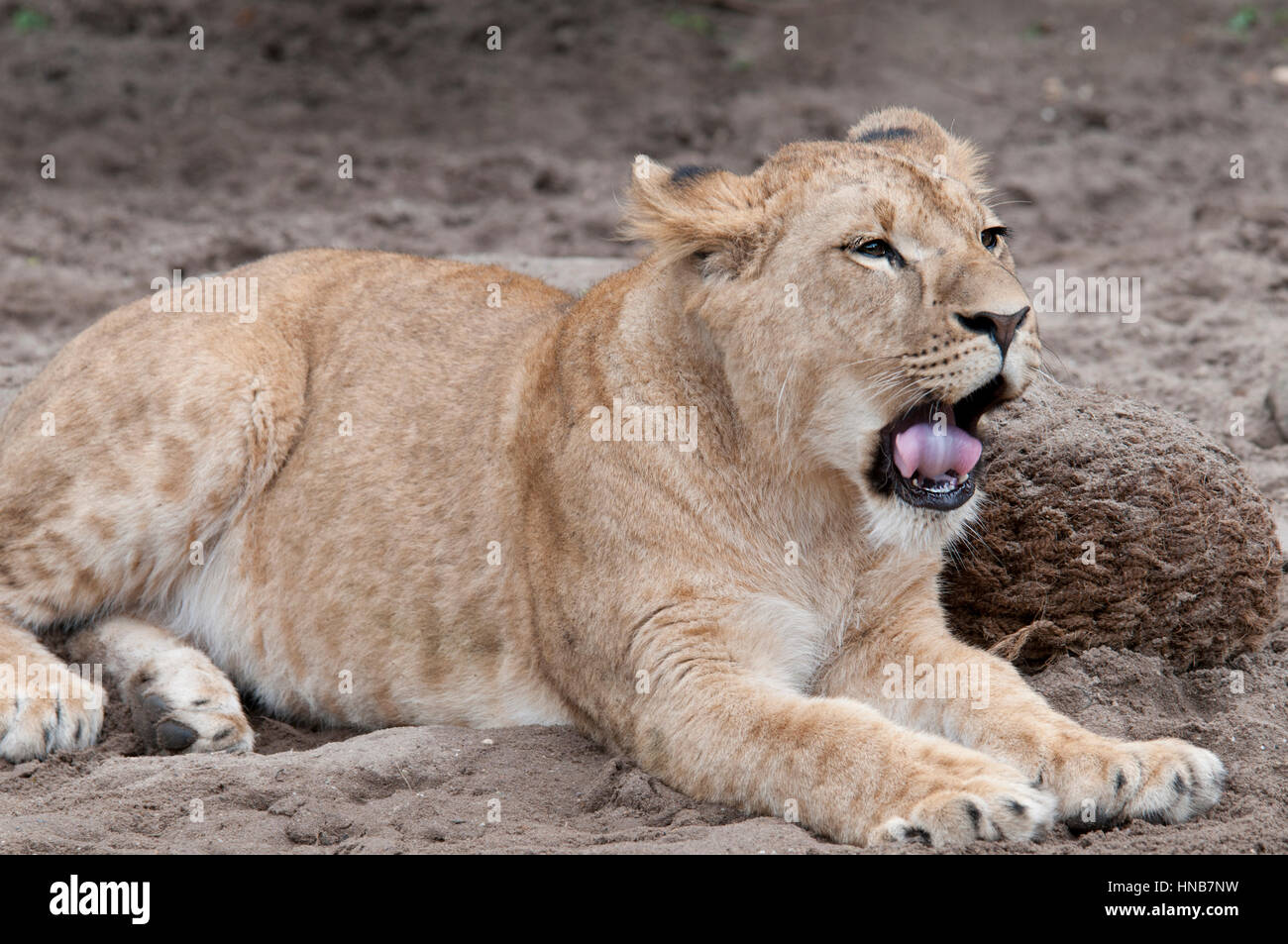 Le bâillement lion paresseux de pose au soleil Banque D'Images