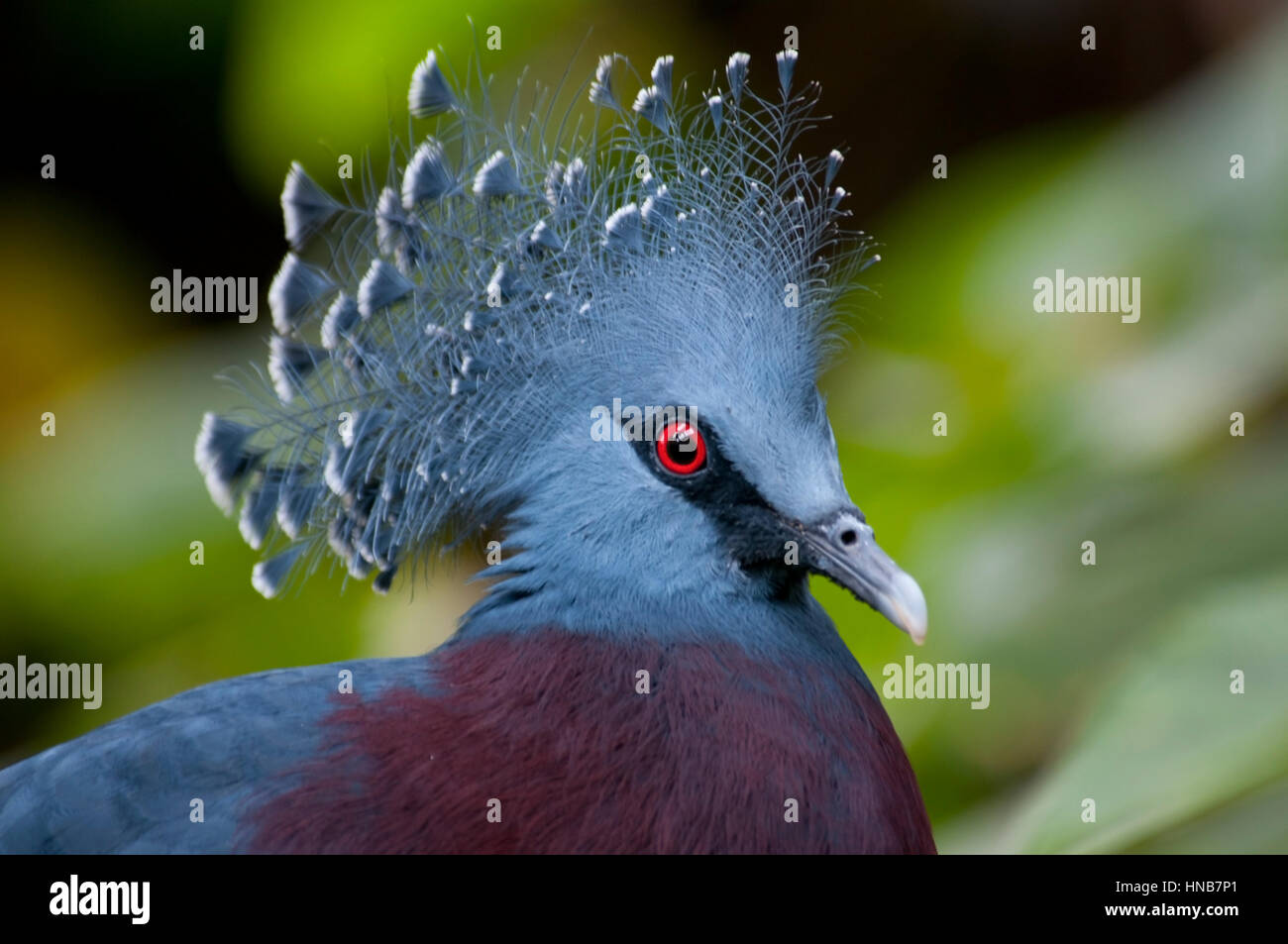 Oiseau Bleu Avec Tête En Plumes Et Les Yeux Rouges Banque D