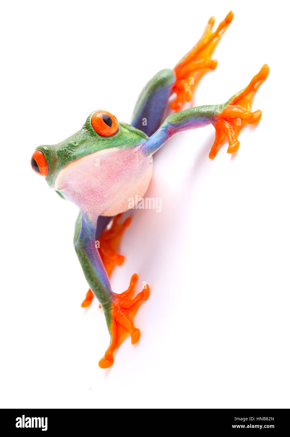 Red eyed tree frog de la forêt tropicale du Costa Rica et Panama. A cute funny animal exotique avec des yeux isolé sur fond blanc Banque D'Images